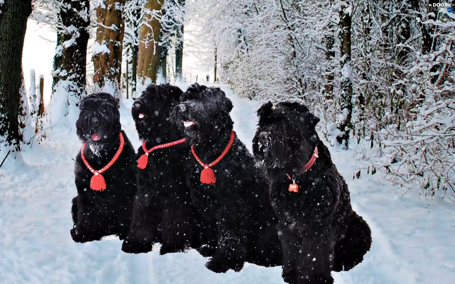 winter, four, Black Russian Terrier