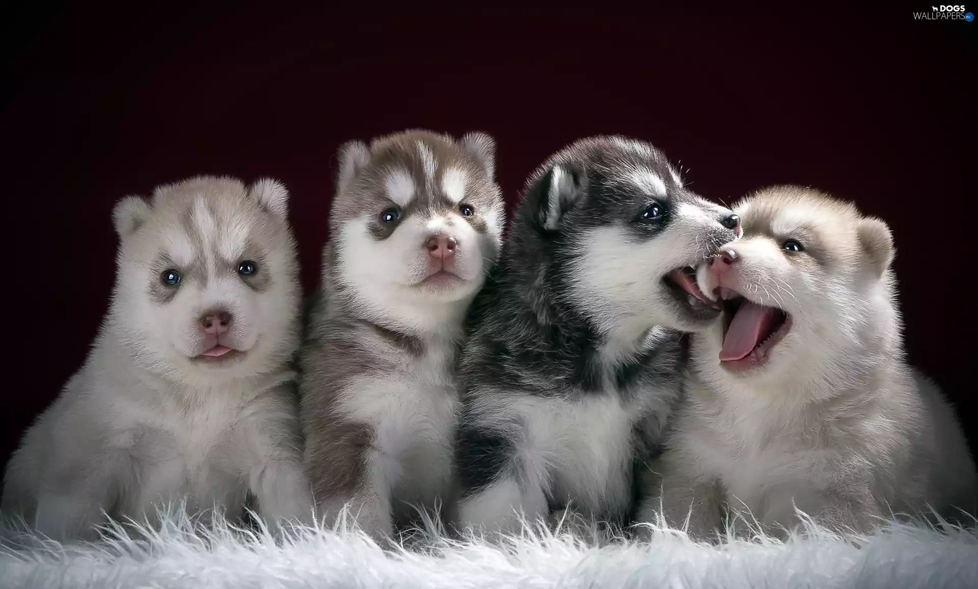 four, puppies