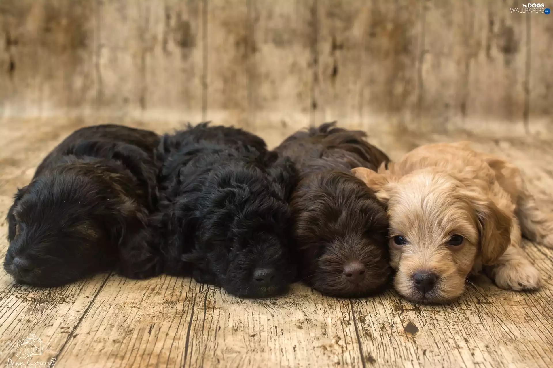 four, Puppies