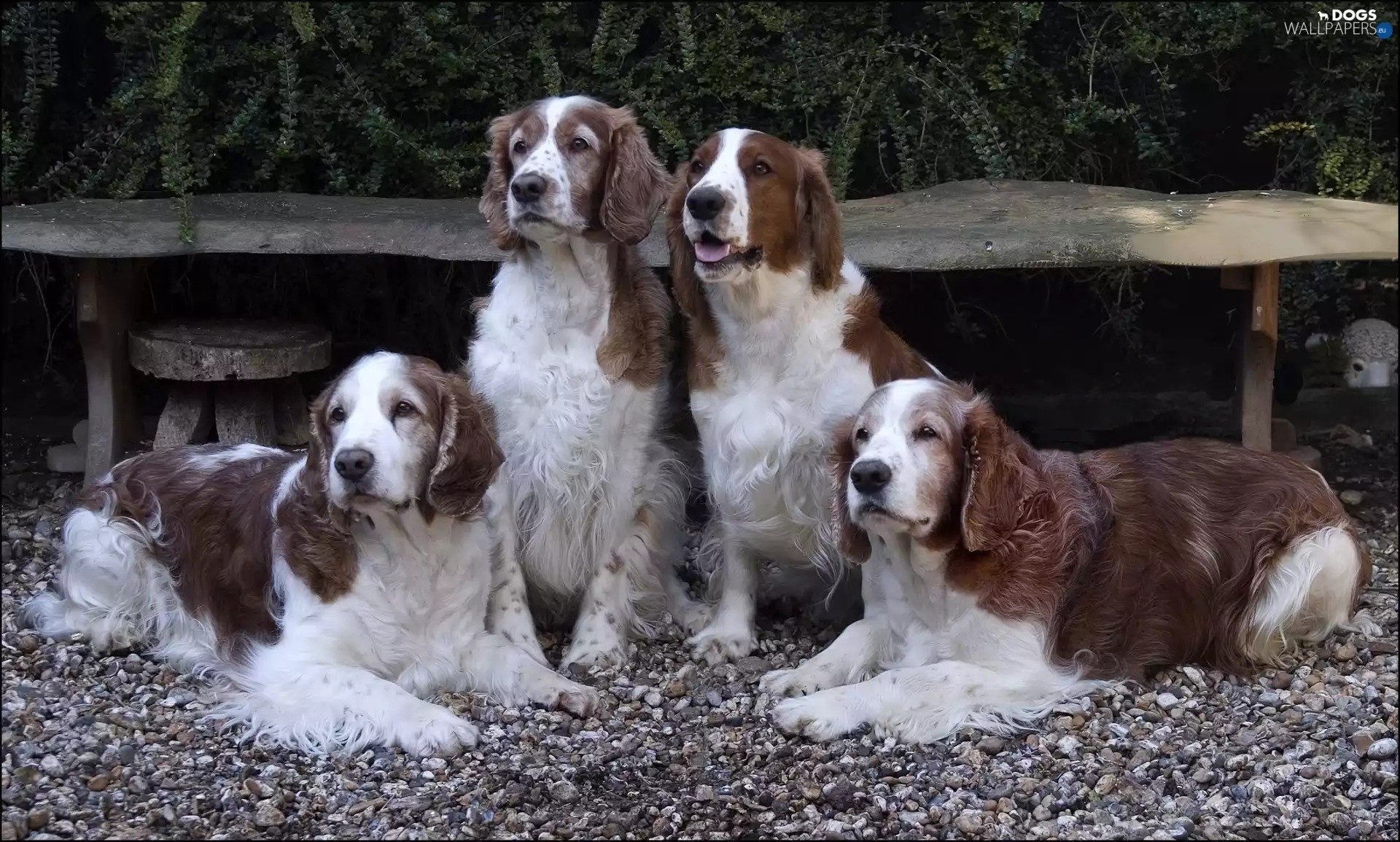 four, Spaniels