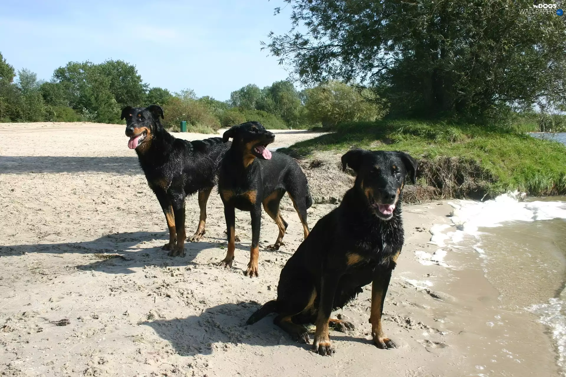 Shepherd French Beauceron, Three, Black