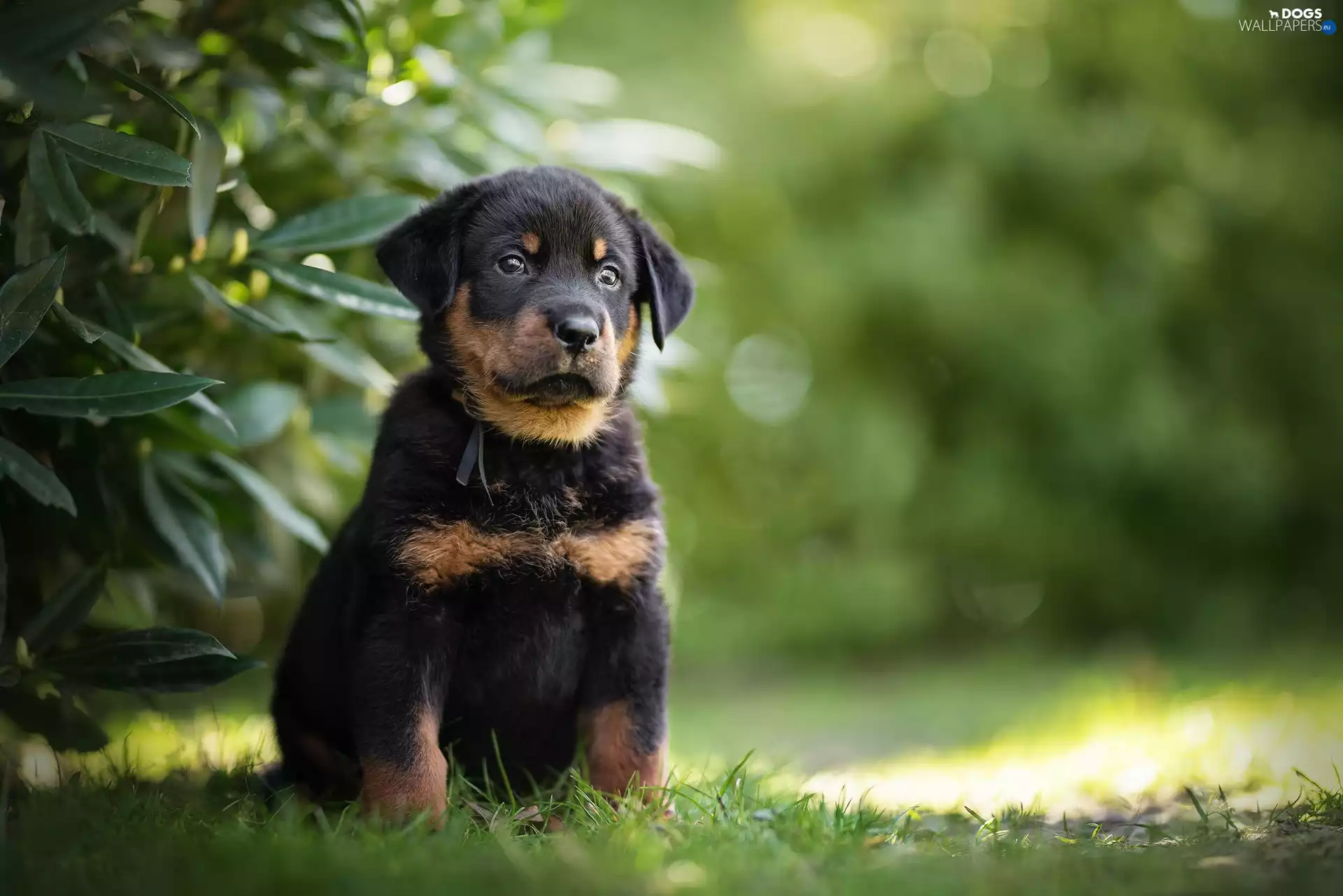 Shepherd French Beauceron, dog, Puppy