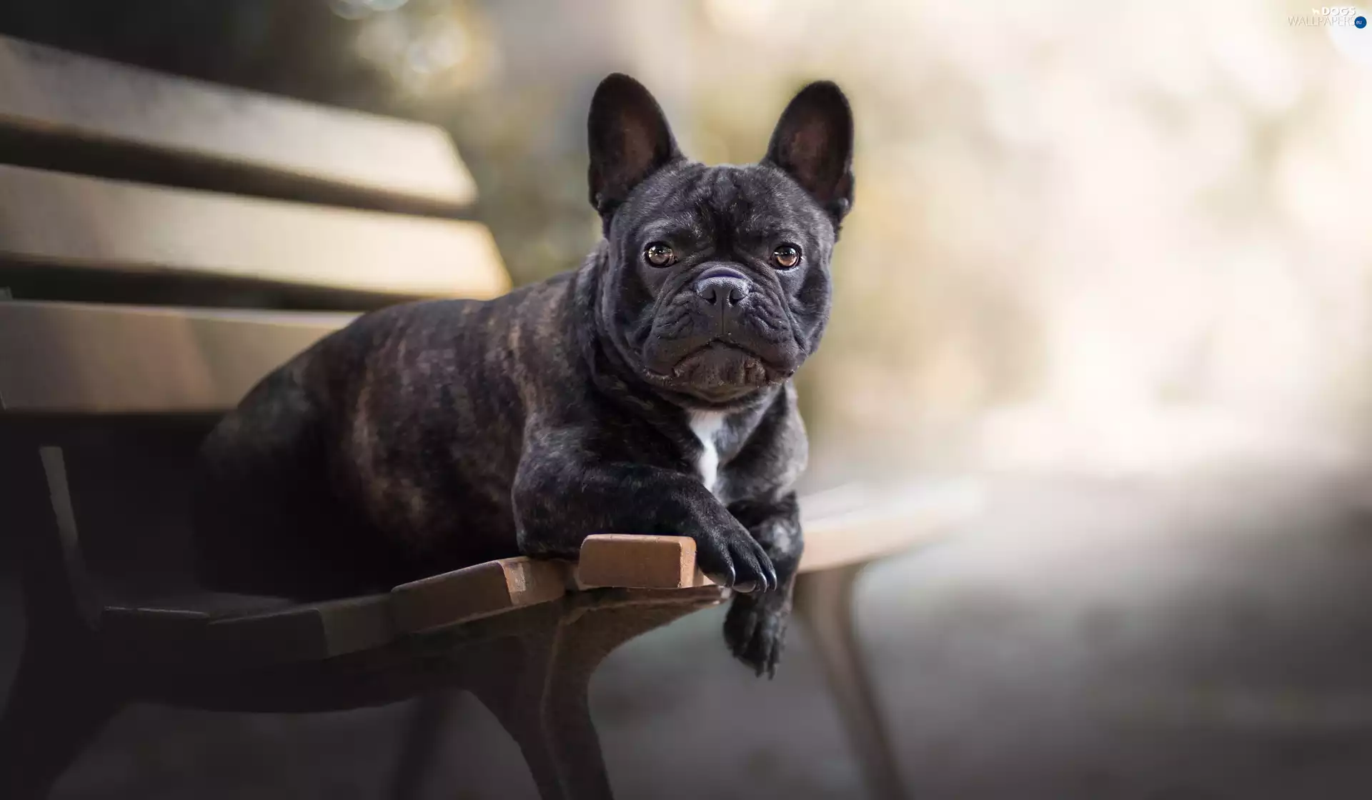 French Bulldog, Bench
