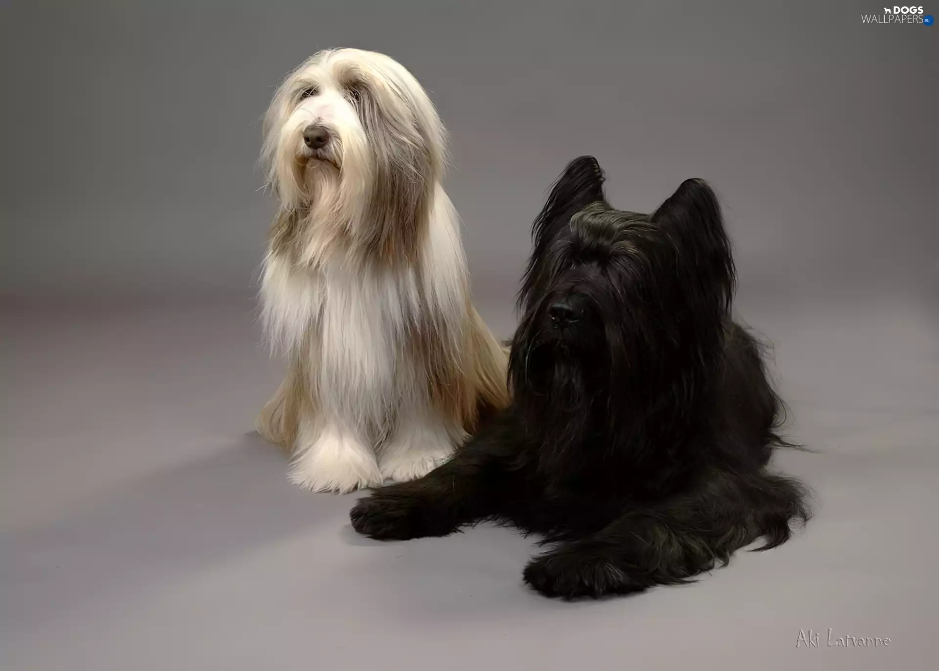 Shepherd French Briard, Bearded collie