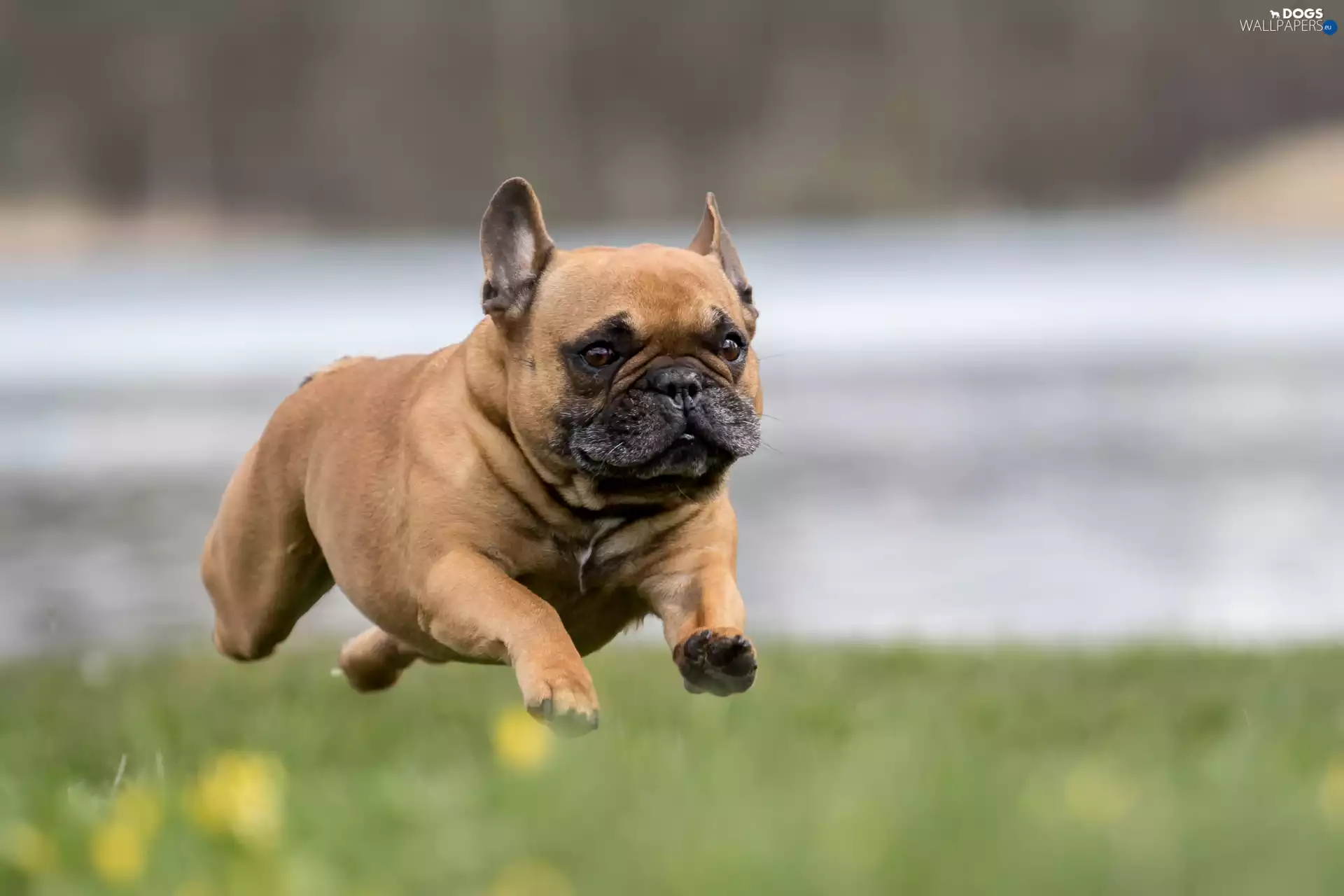 french, running, Buldog