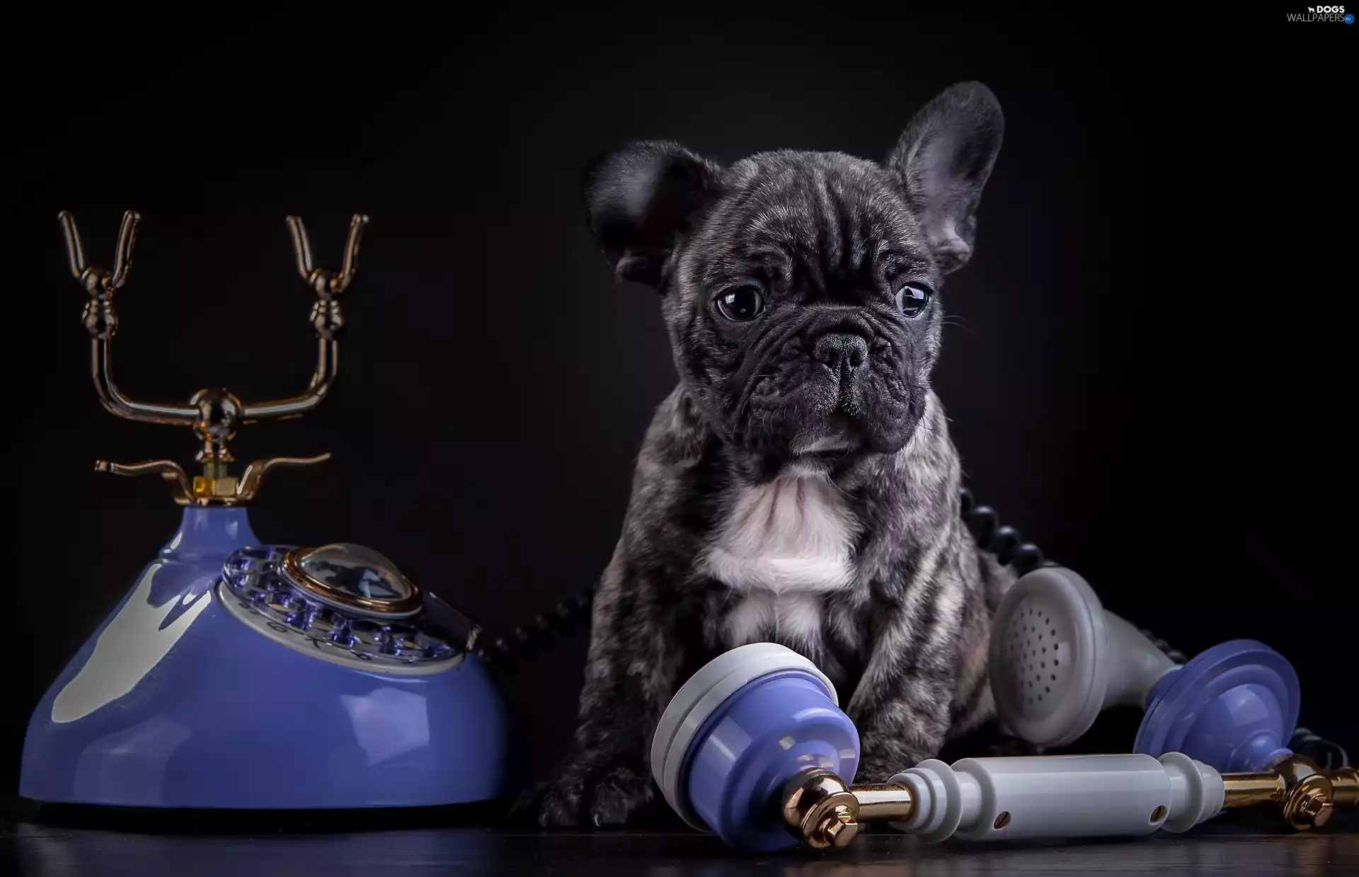 Buldog, Puppy, Telephone, french