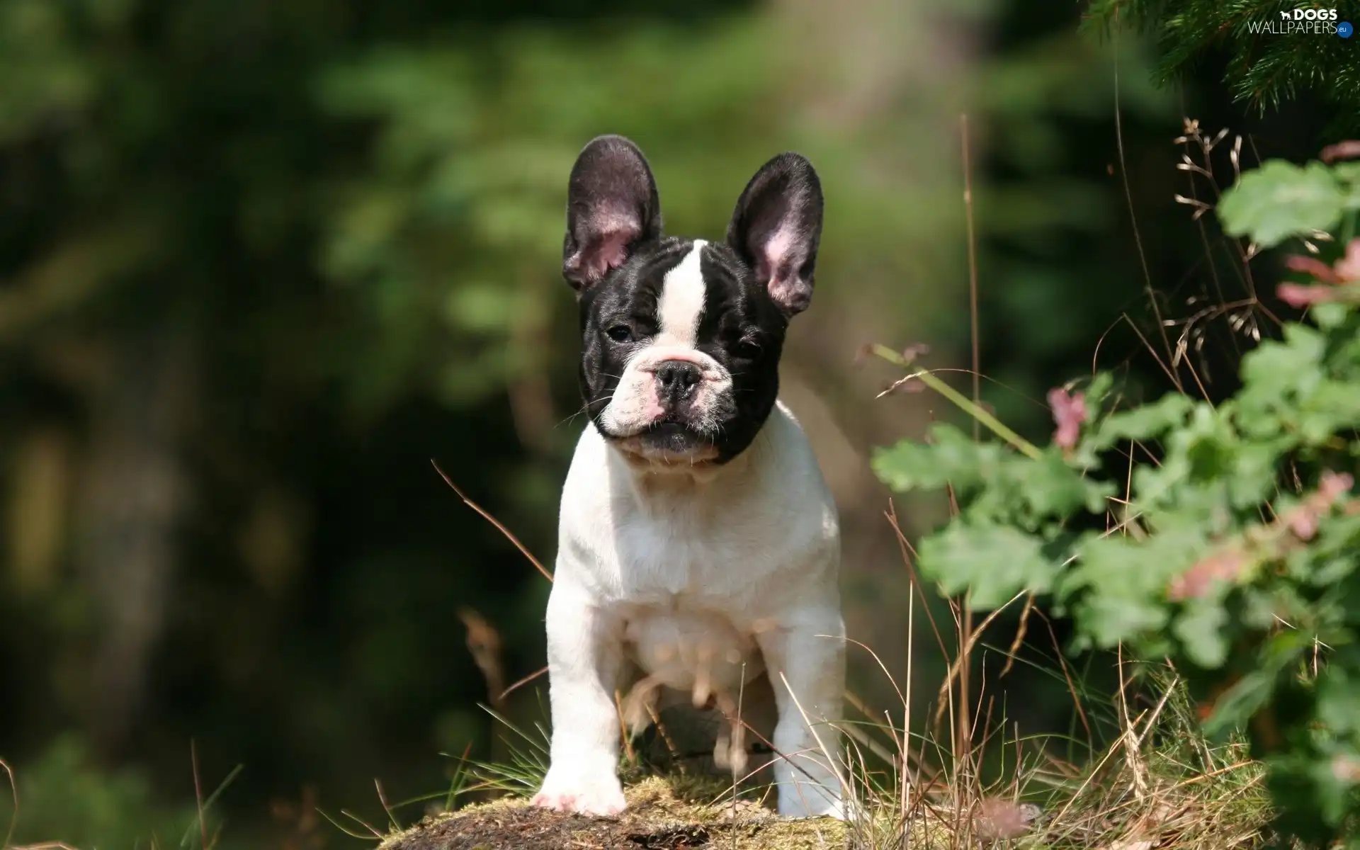 french, Buldog