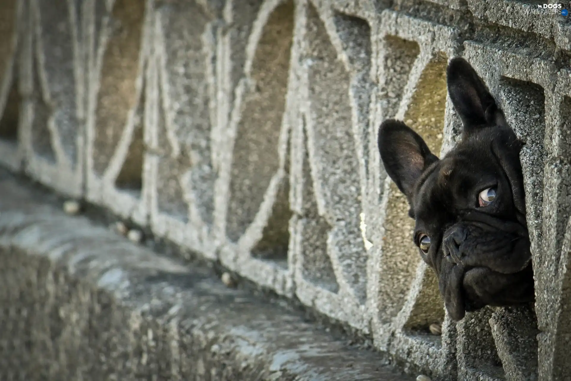 Head, French Bulldog
