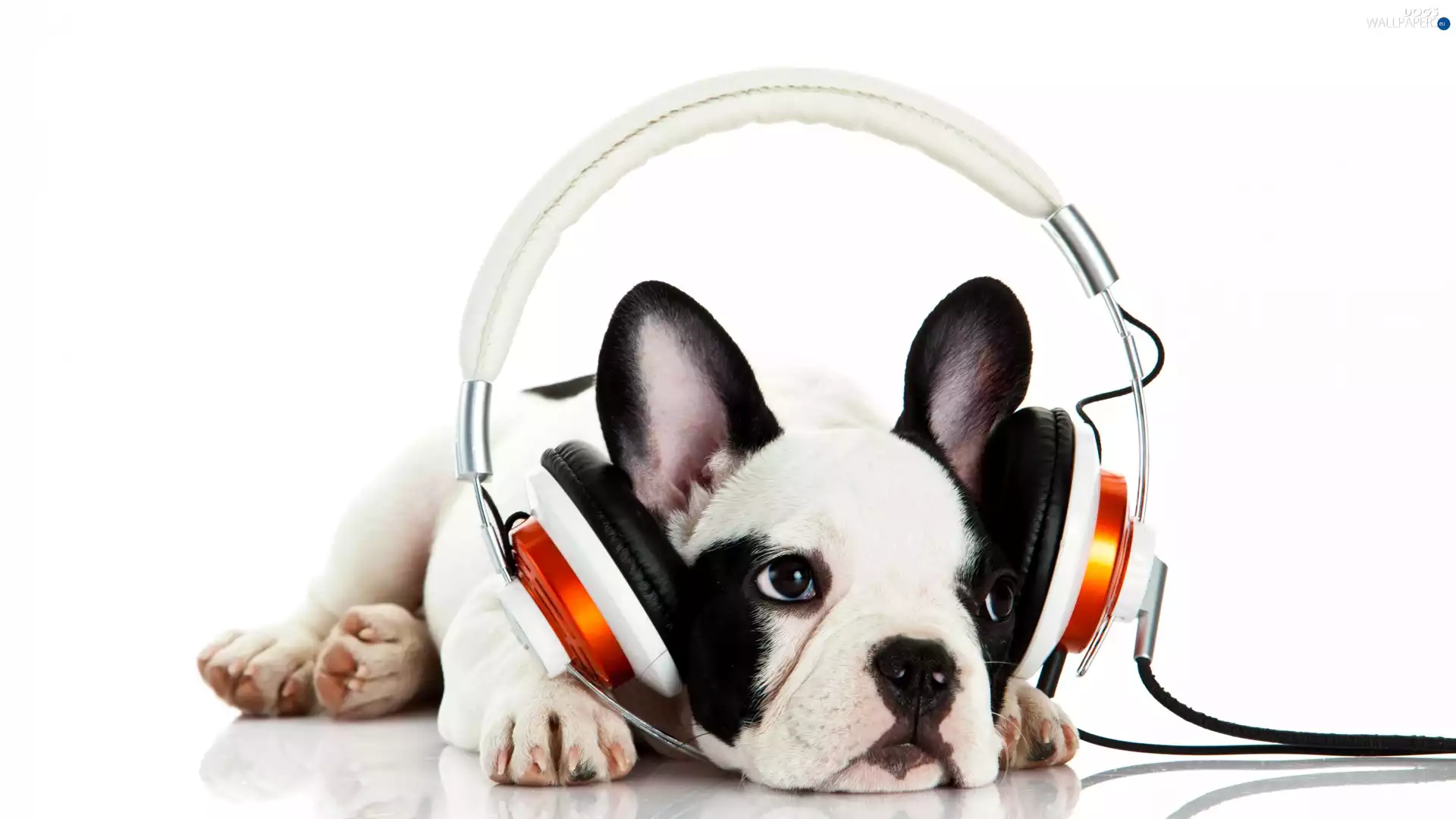 French Bulldog, HEADPHONES