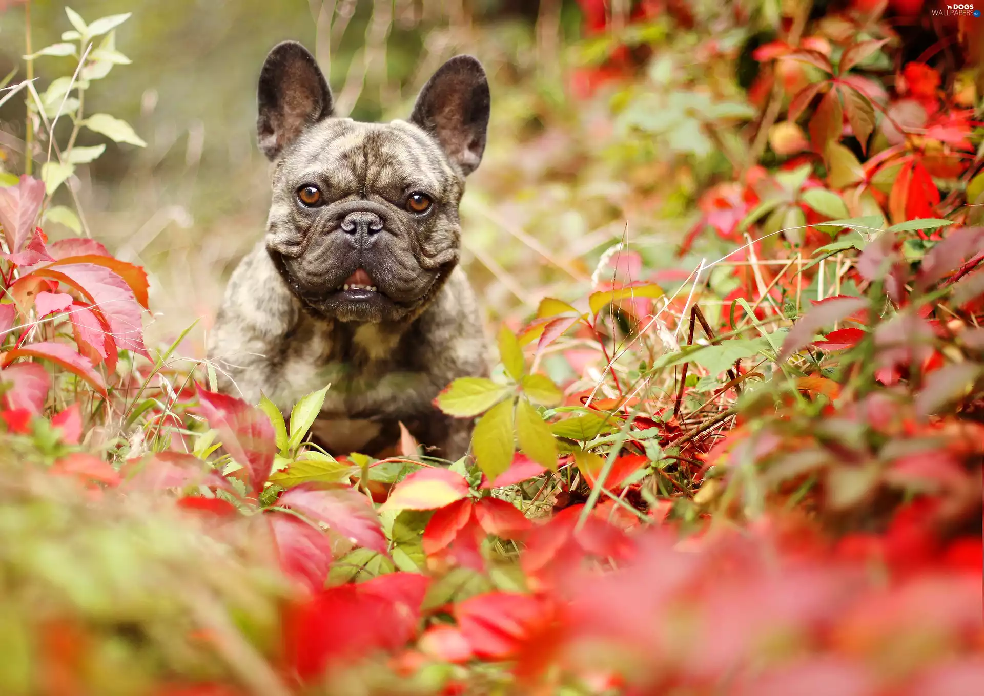 French Bulldog, Leaf