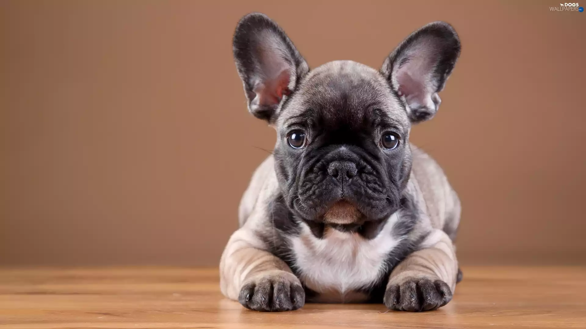 French Bulldog, Puppy