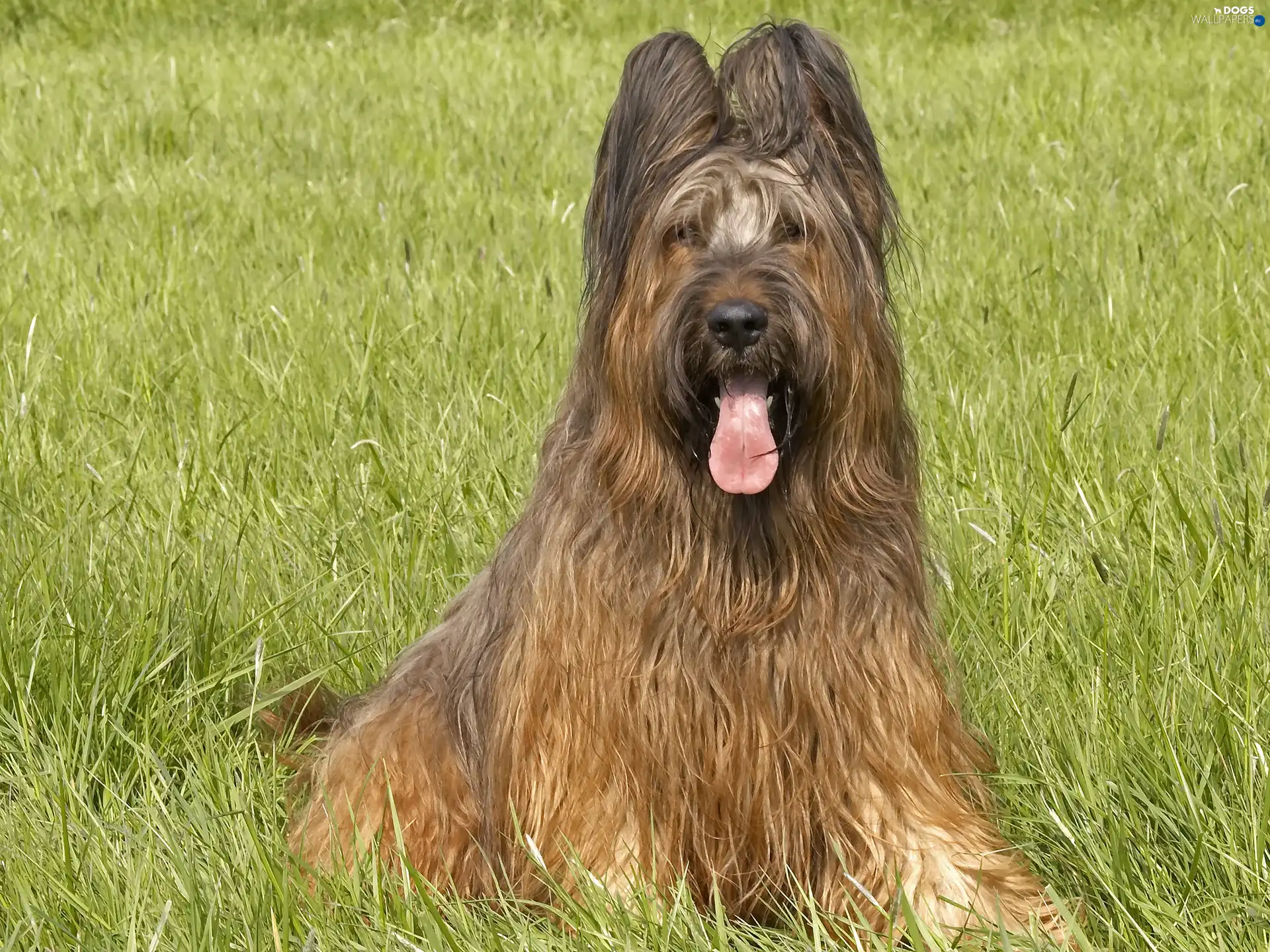 Shepherd French Briard