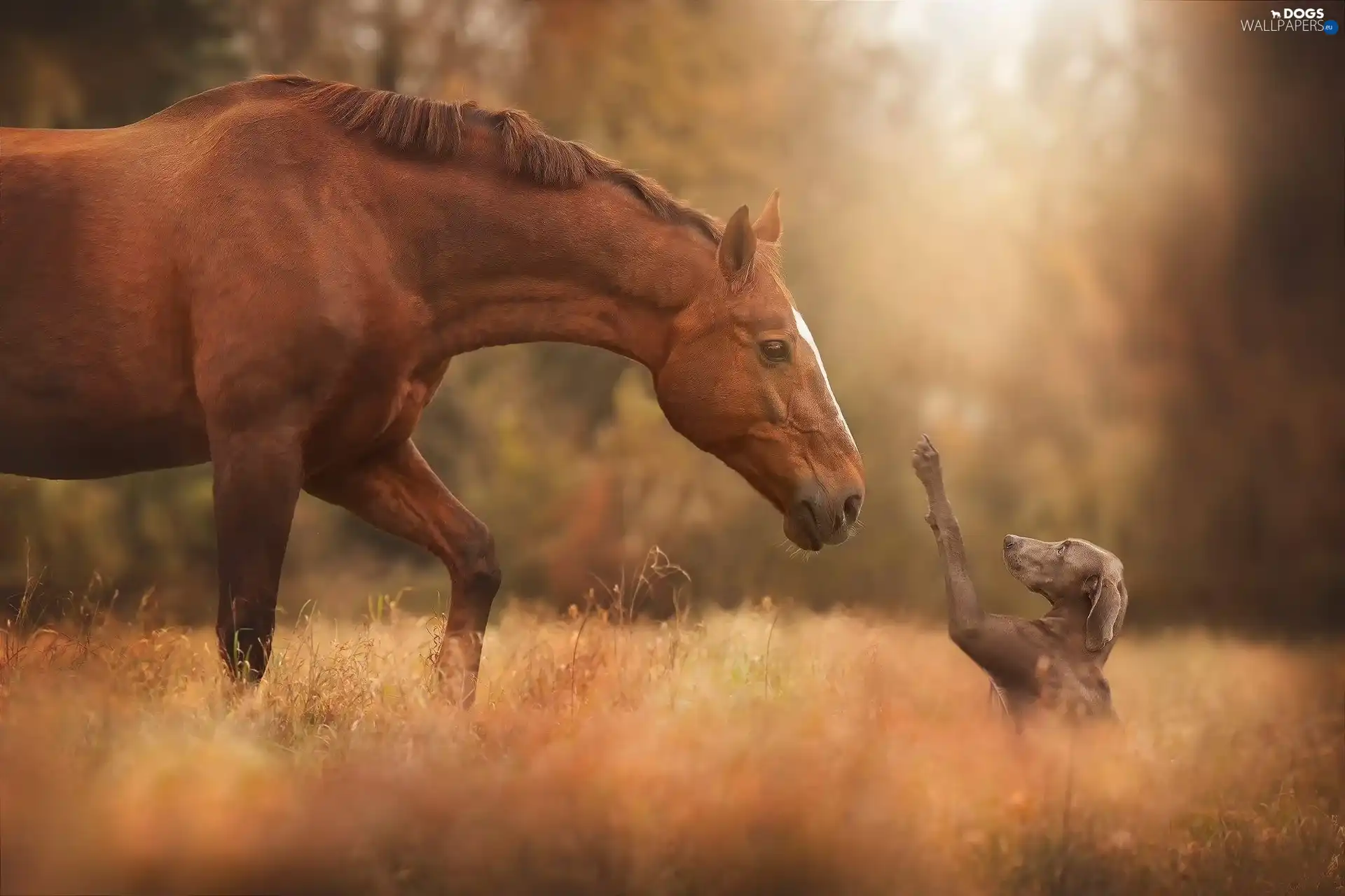friends, Horse, dog, feet