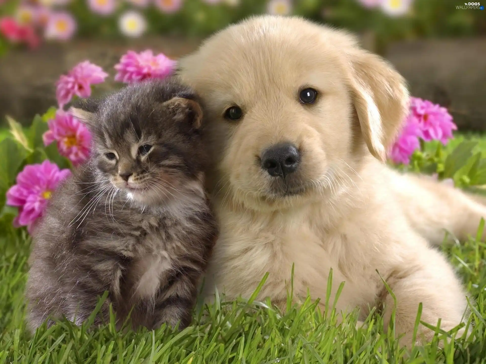 Friends, old, dog, cat