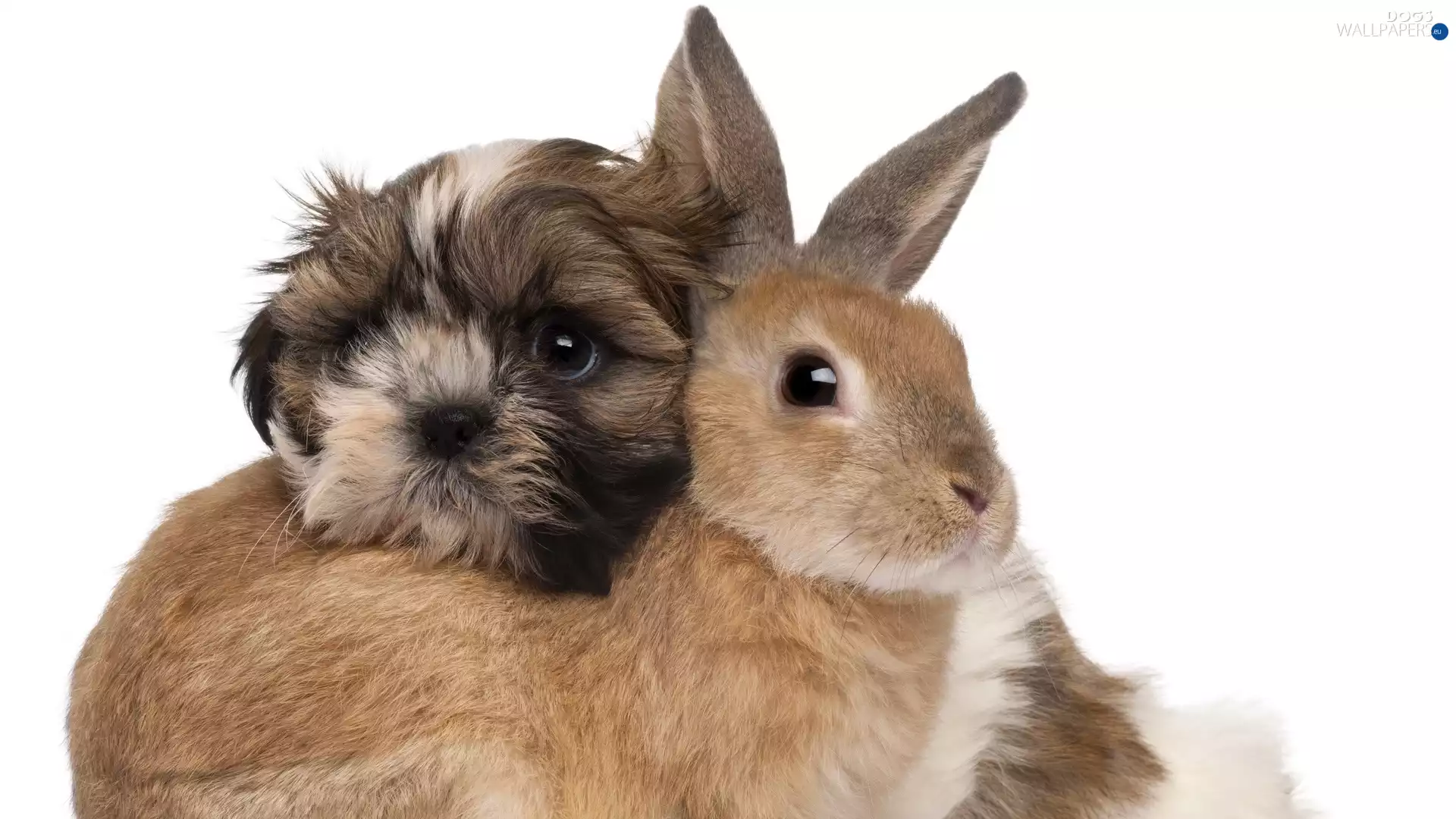 friends, Rabbit, doggy