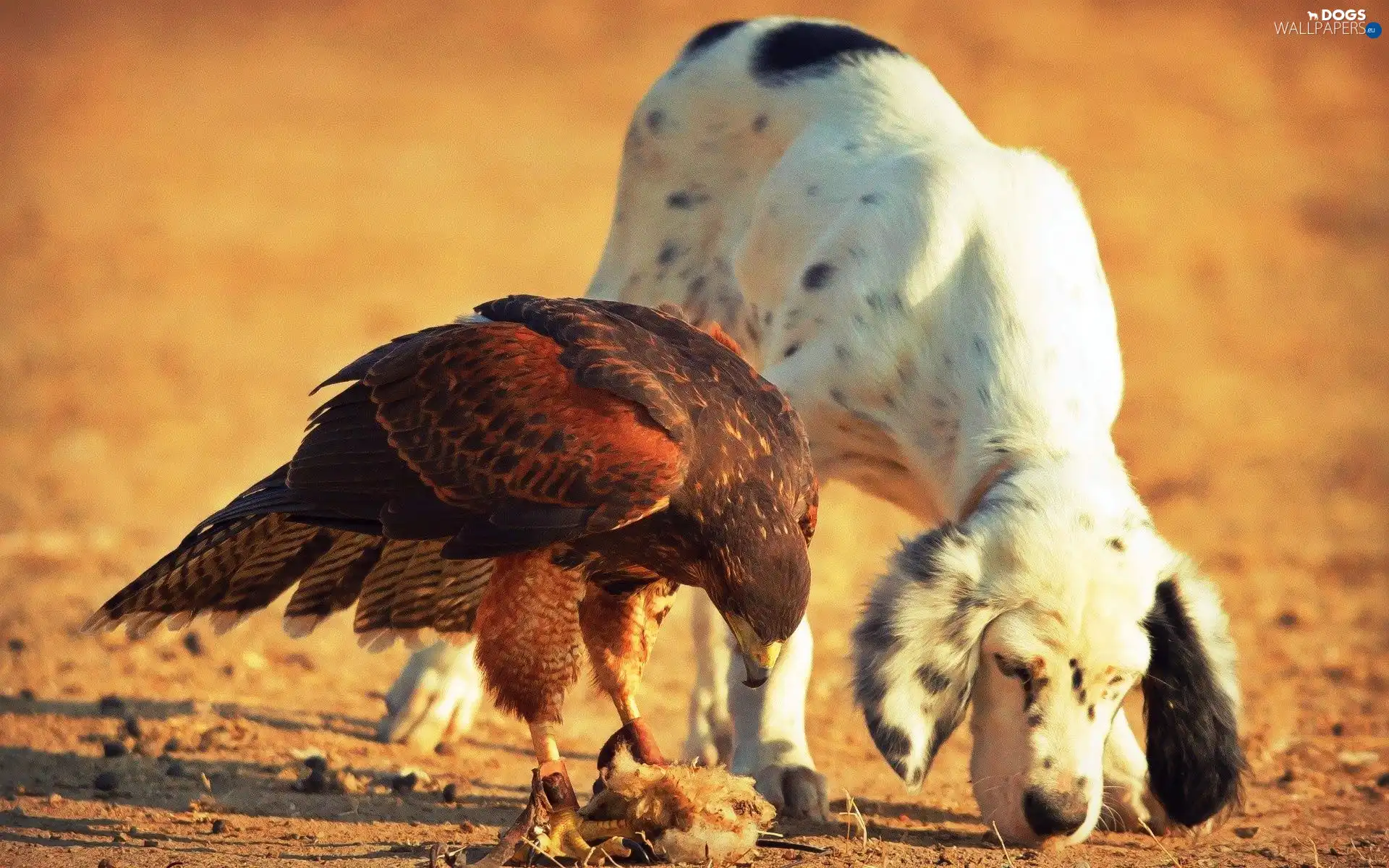 eagle, friends, dog