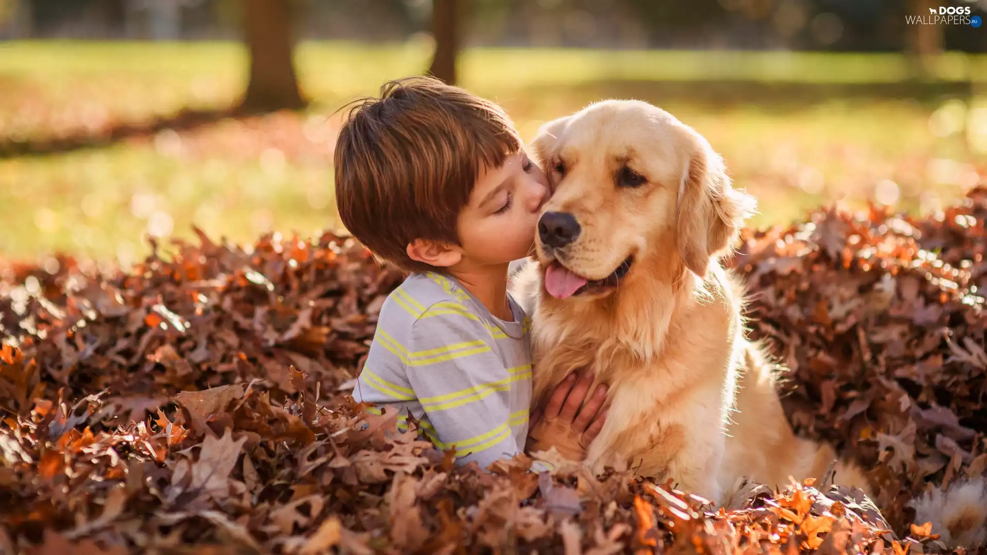 boy, dog, friendship, friends, Leaf, Golden Retriever