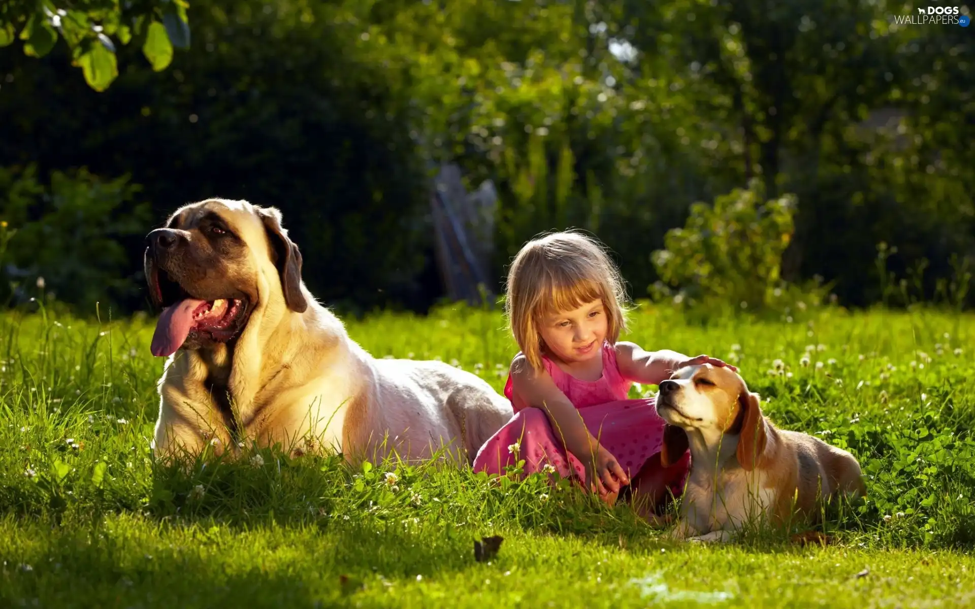 friends, Meadow, girl, Dogs