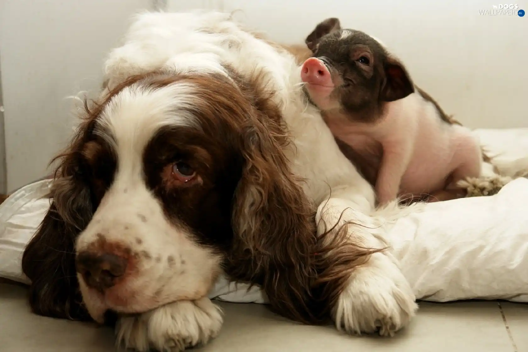 piglet, friends, dog