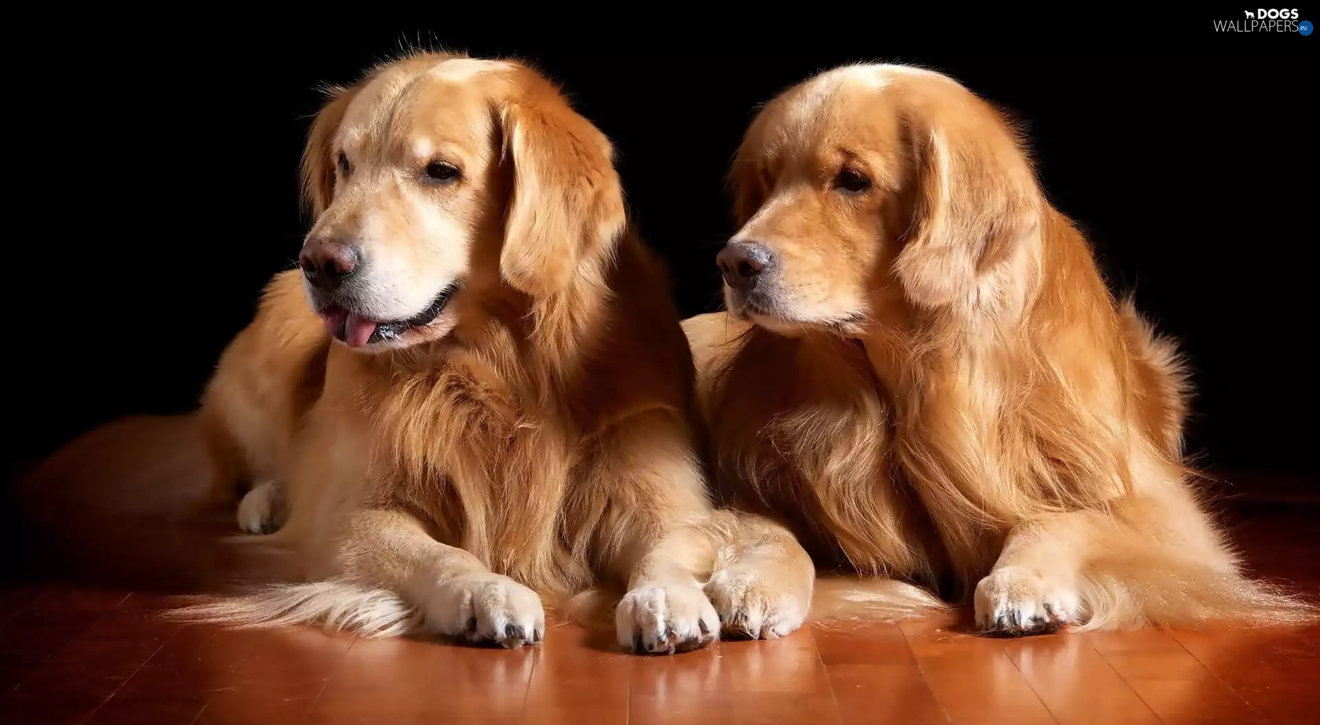 Two, golden, retriever, friends