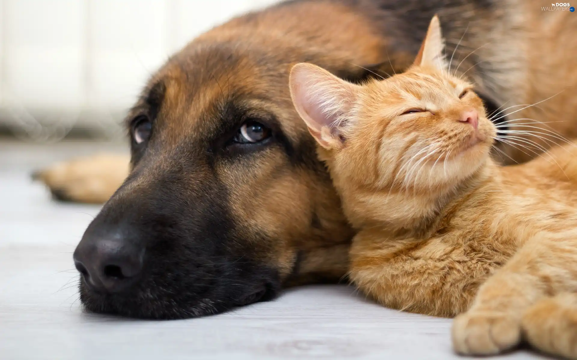 cat, friendship, dog