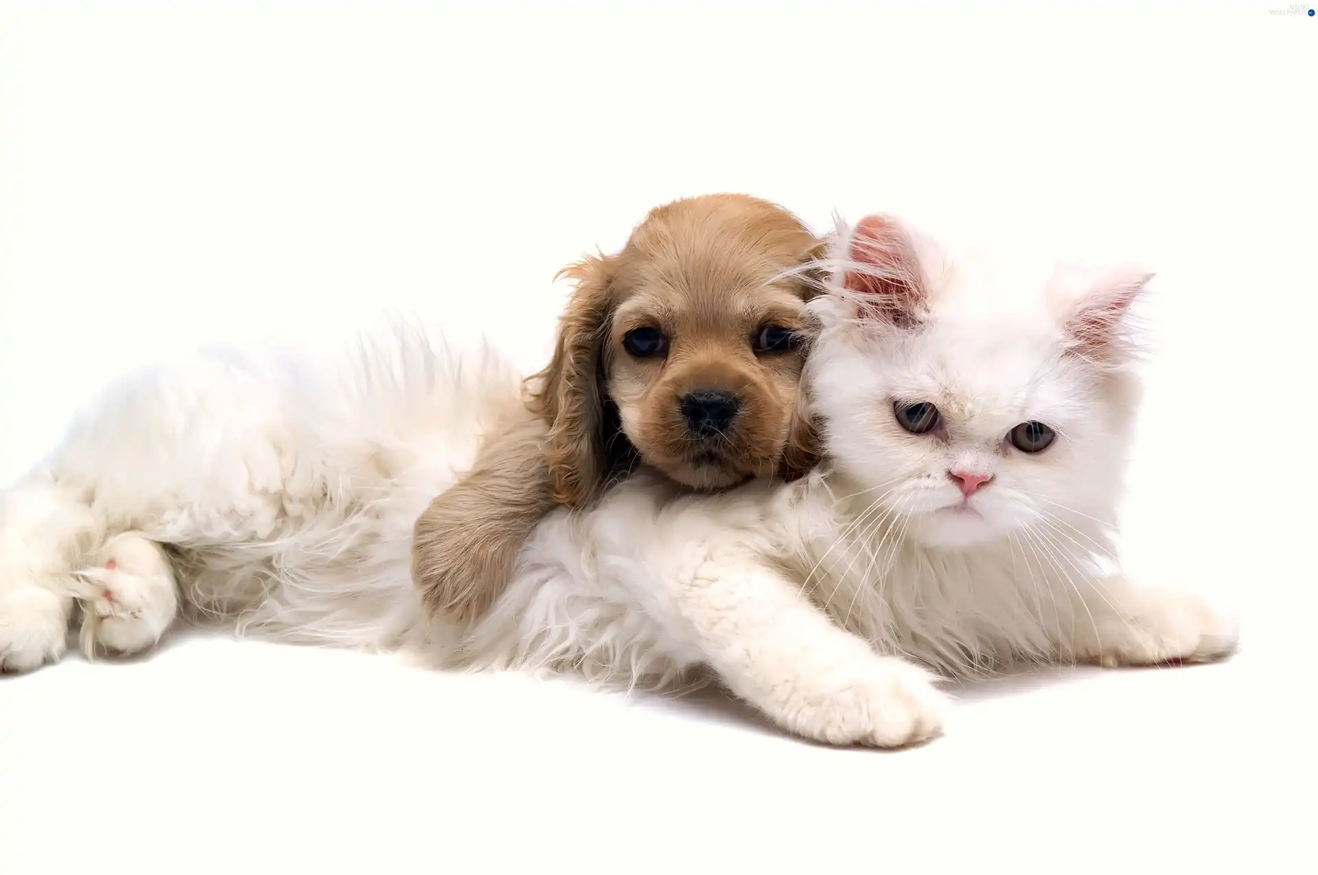 dog, friendship, cat