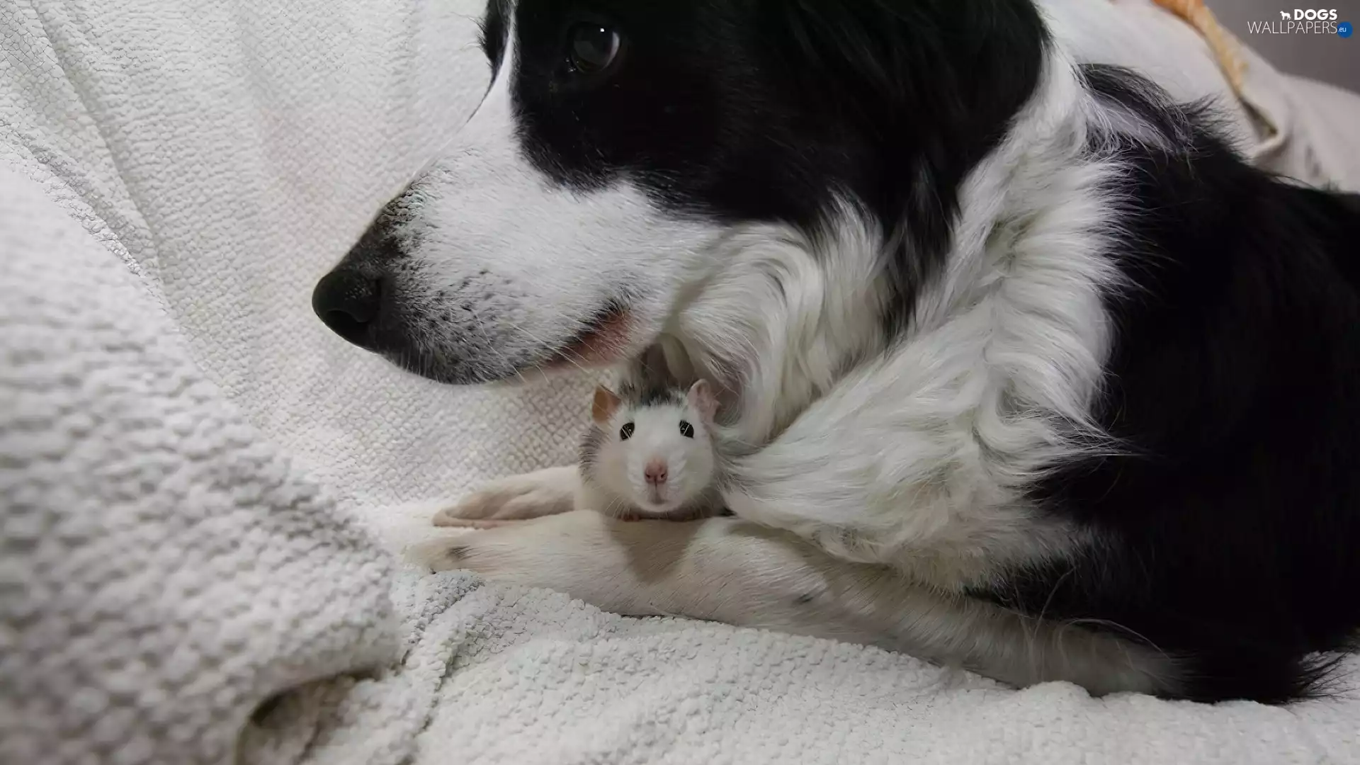 friendship, dog, rat