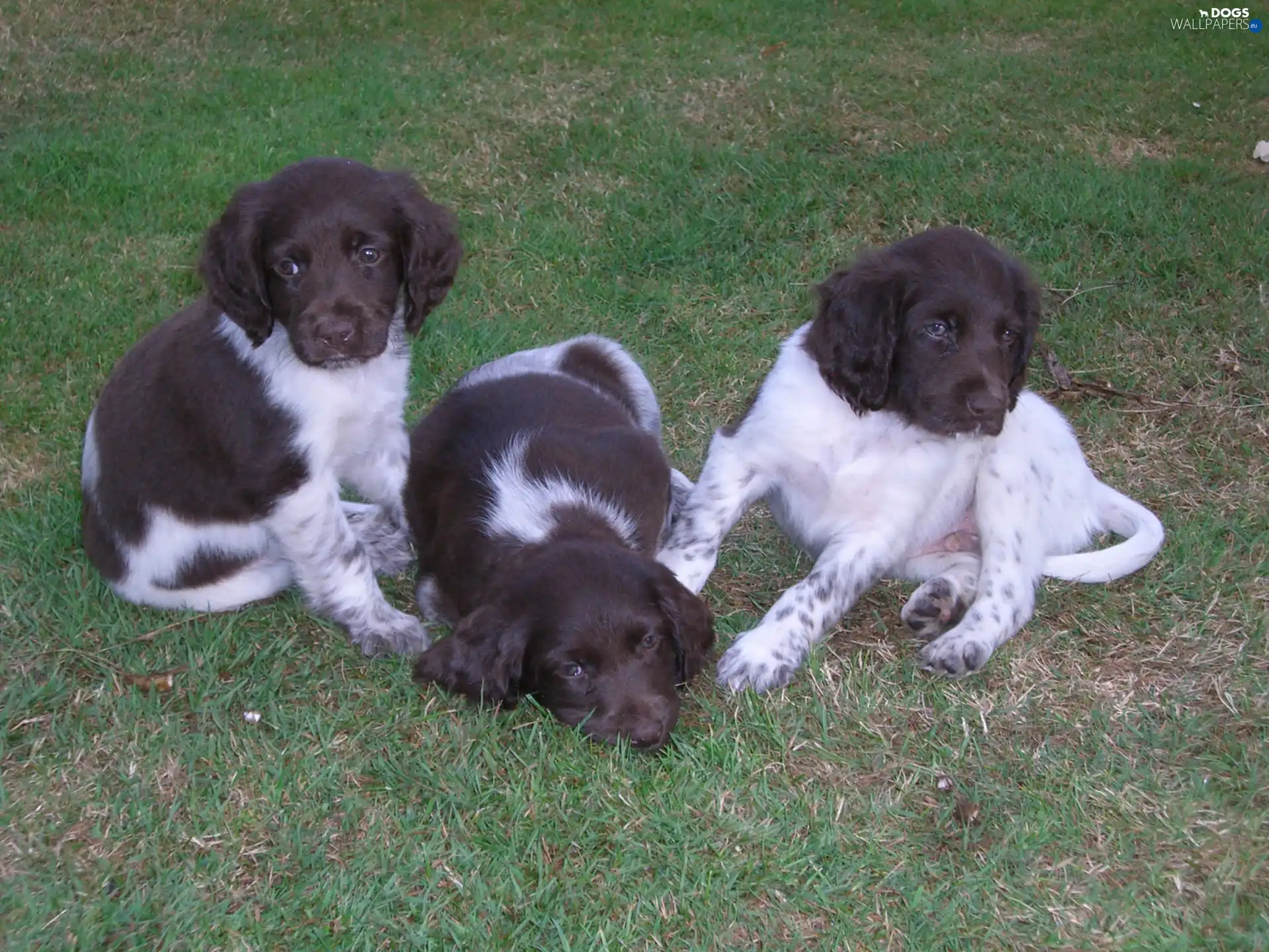 Friesian Pointing Dogs, puppies, Three, sweet