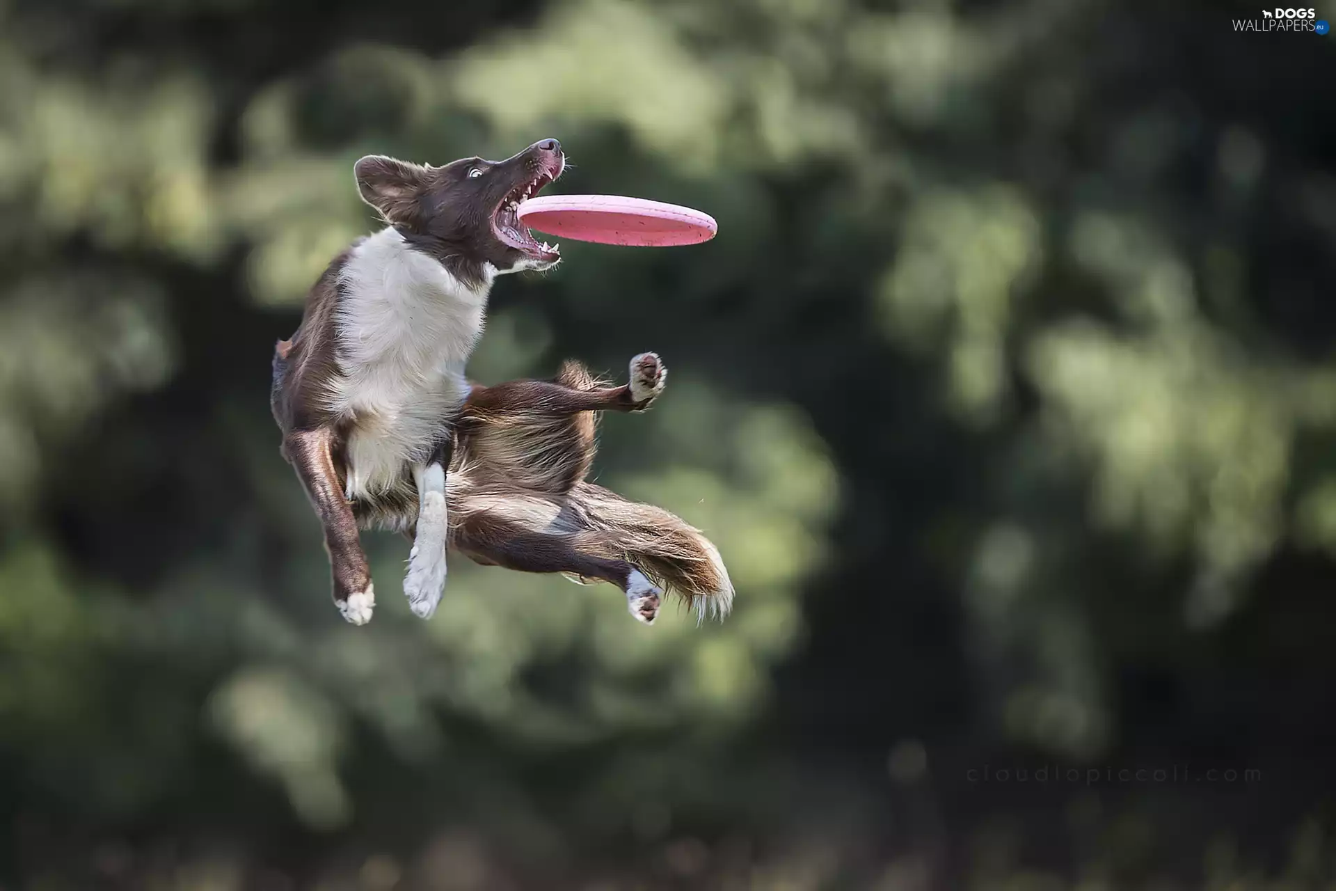 Border Collie, contest, Frisbee, Sport games