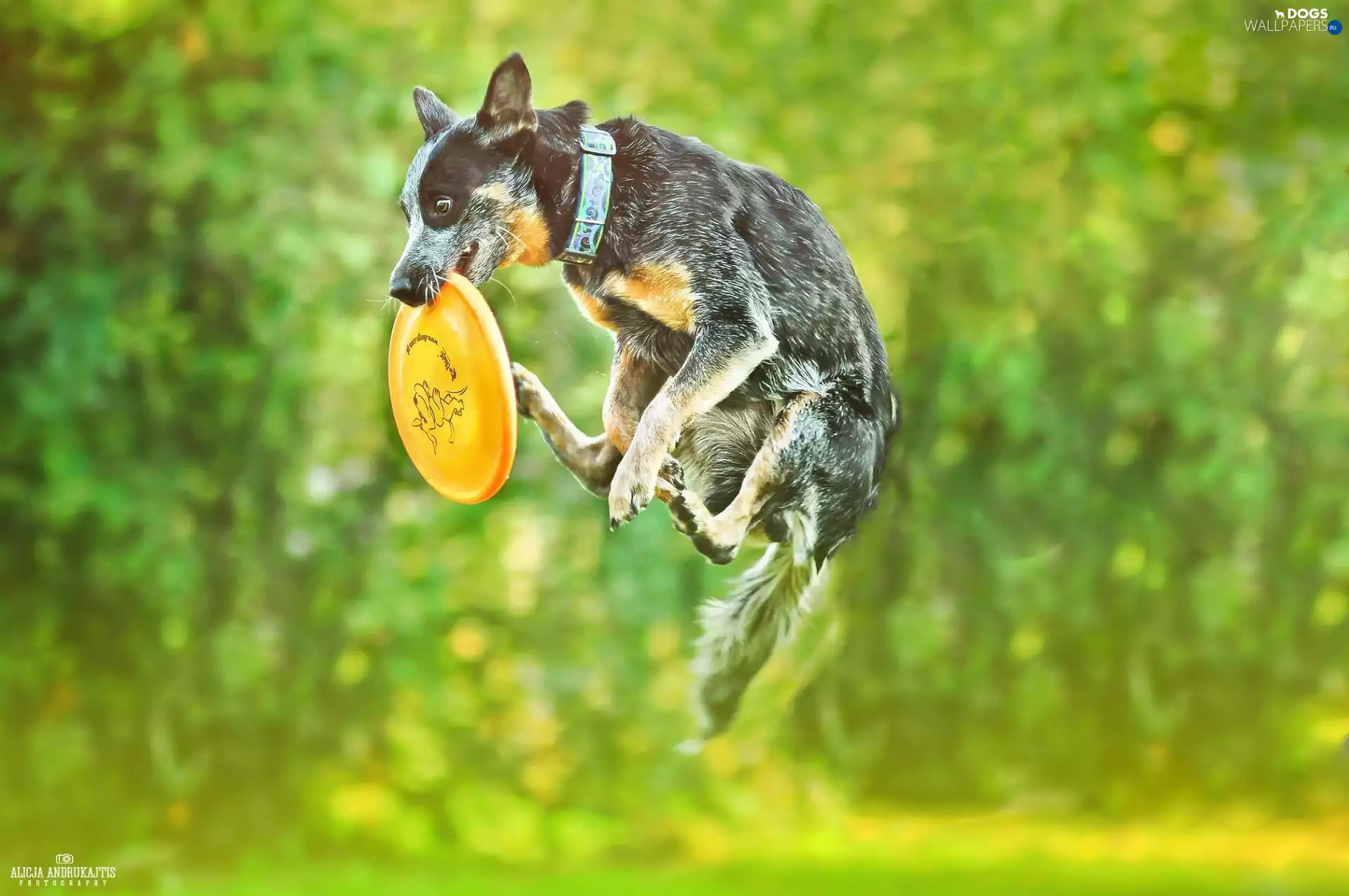 Australian Dog, jump, Frisbee, Australian cattle dog