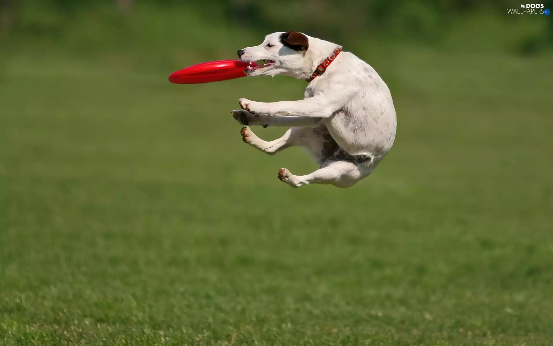 Frisbie, doggy, caught