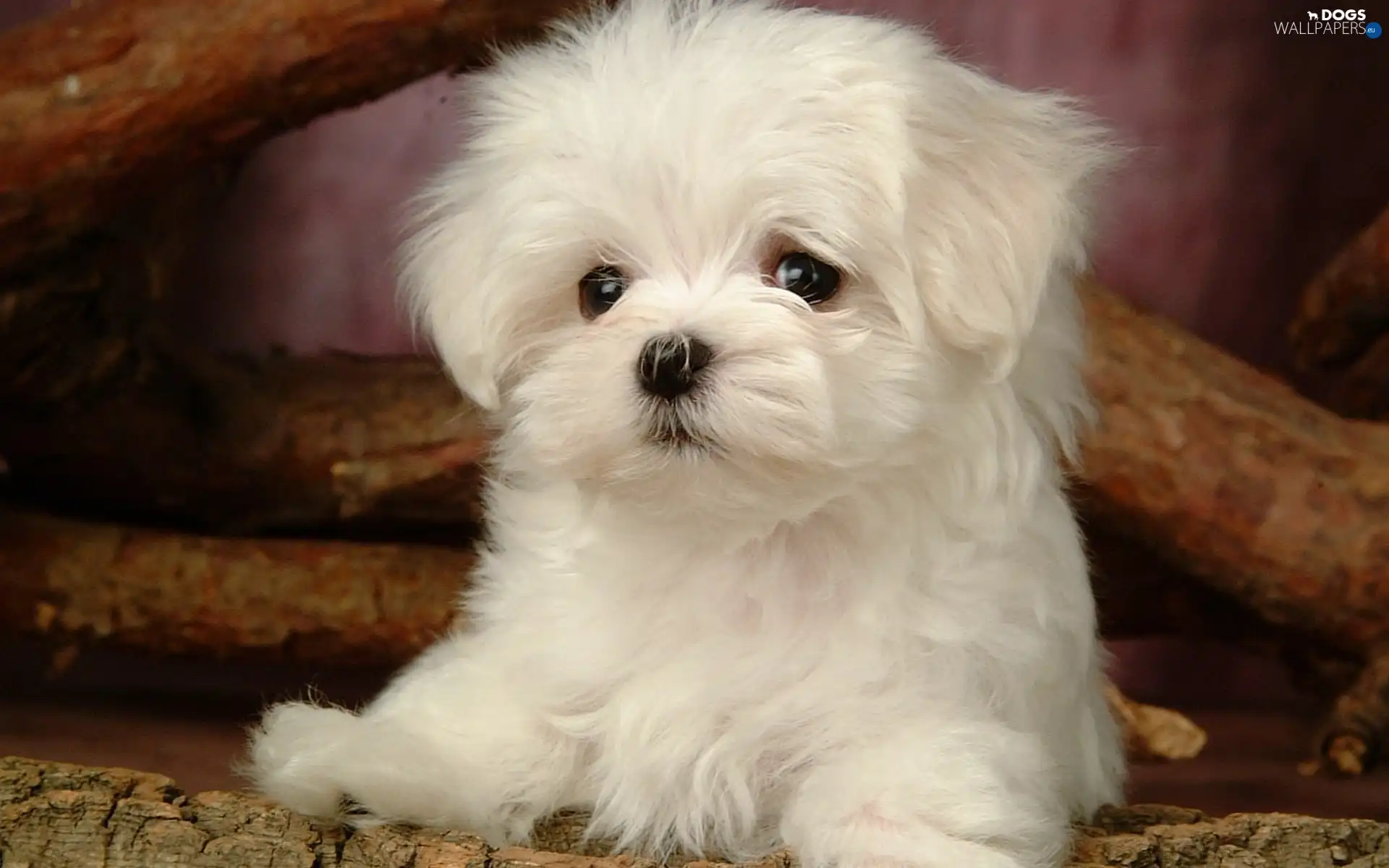 Bichon frise, White