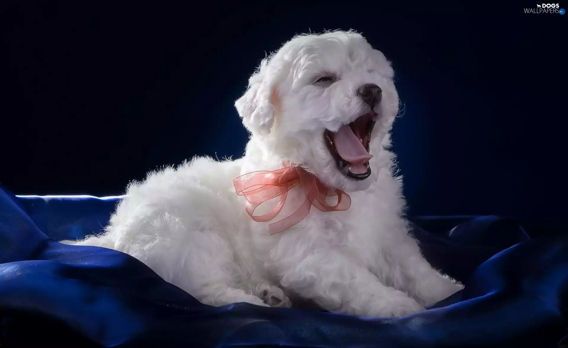 ribbon, yawning, Bichon frise