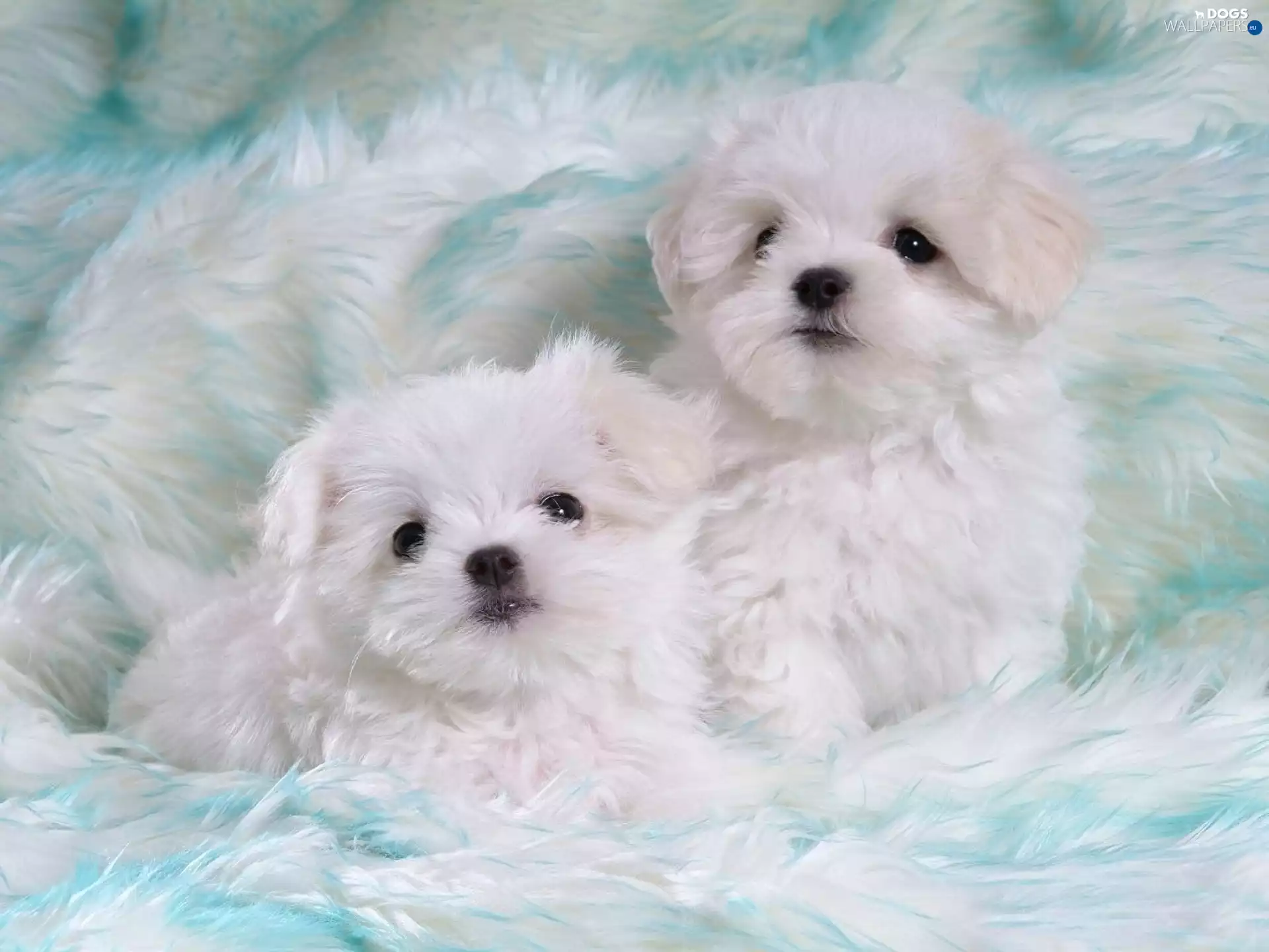 Bichon frise, Two cars, puppies