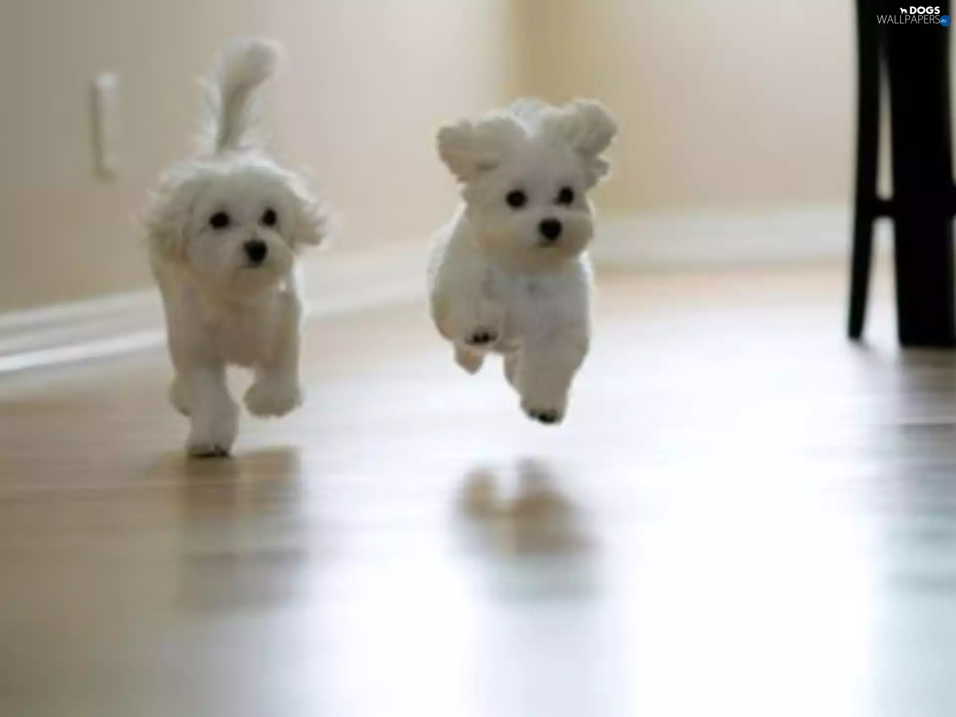 Bichon frise, Two cars, puppies