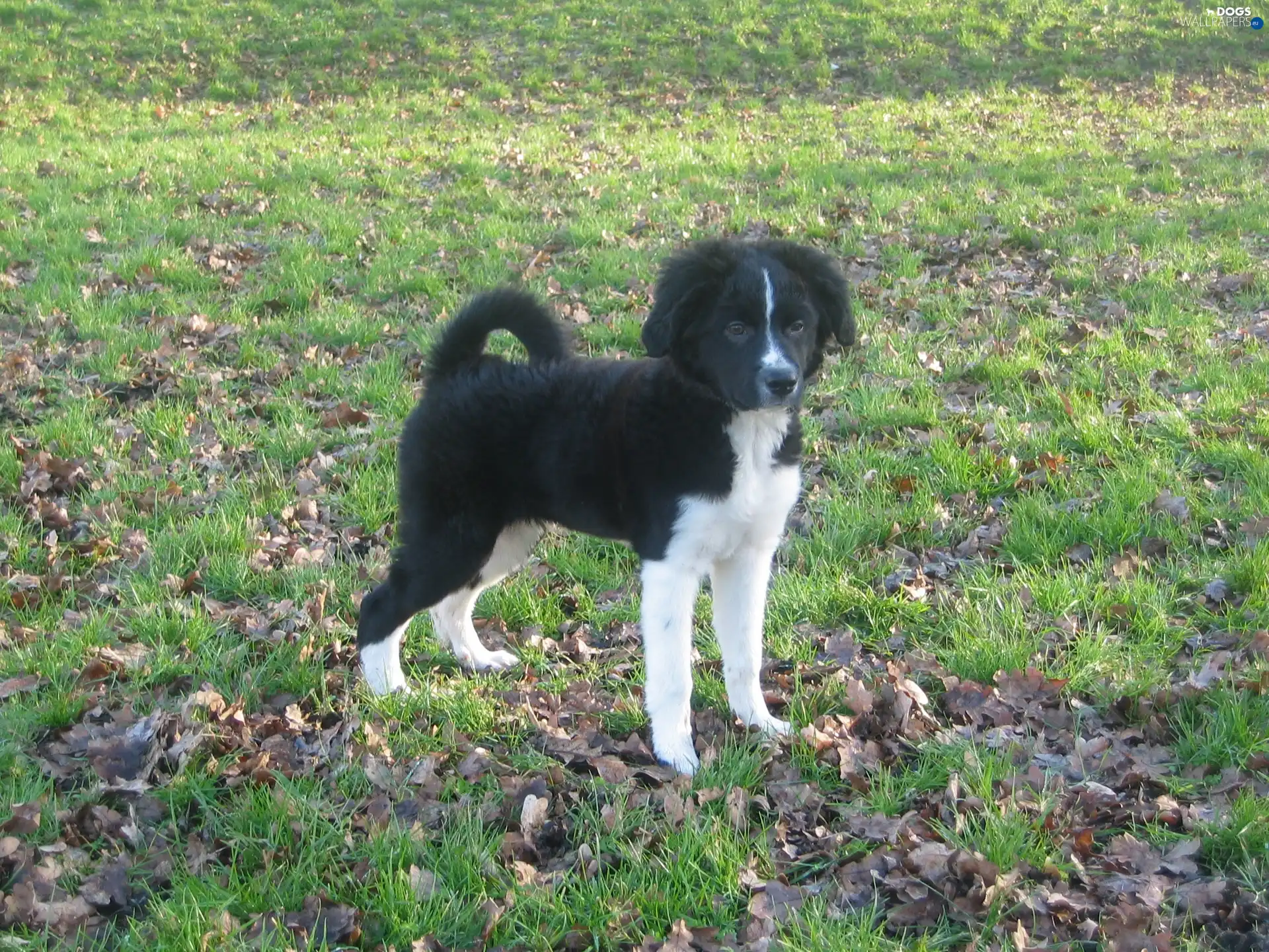 Frisian pointer, Stabyhoun, young