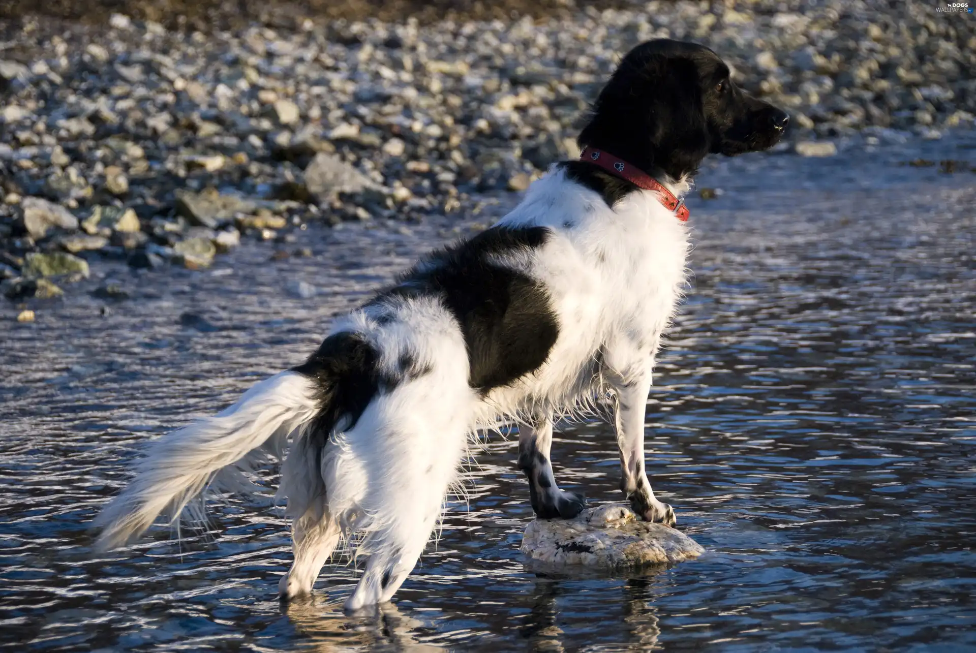 Stabyhoun, Frisian pointer