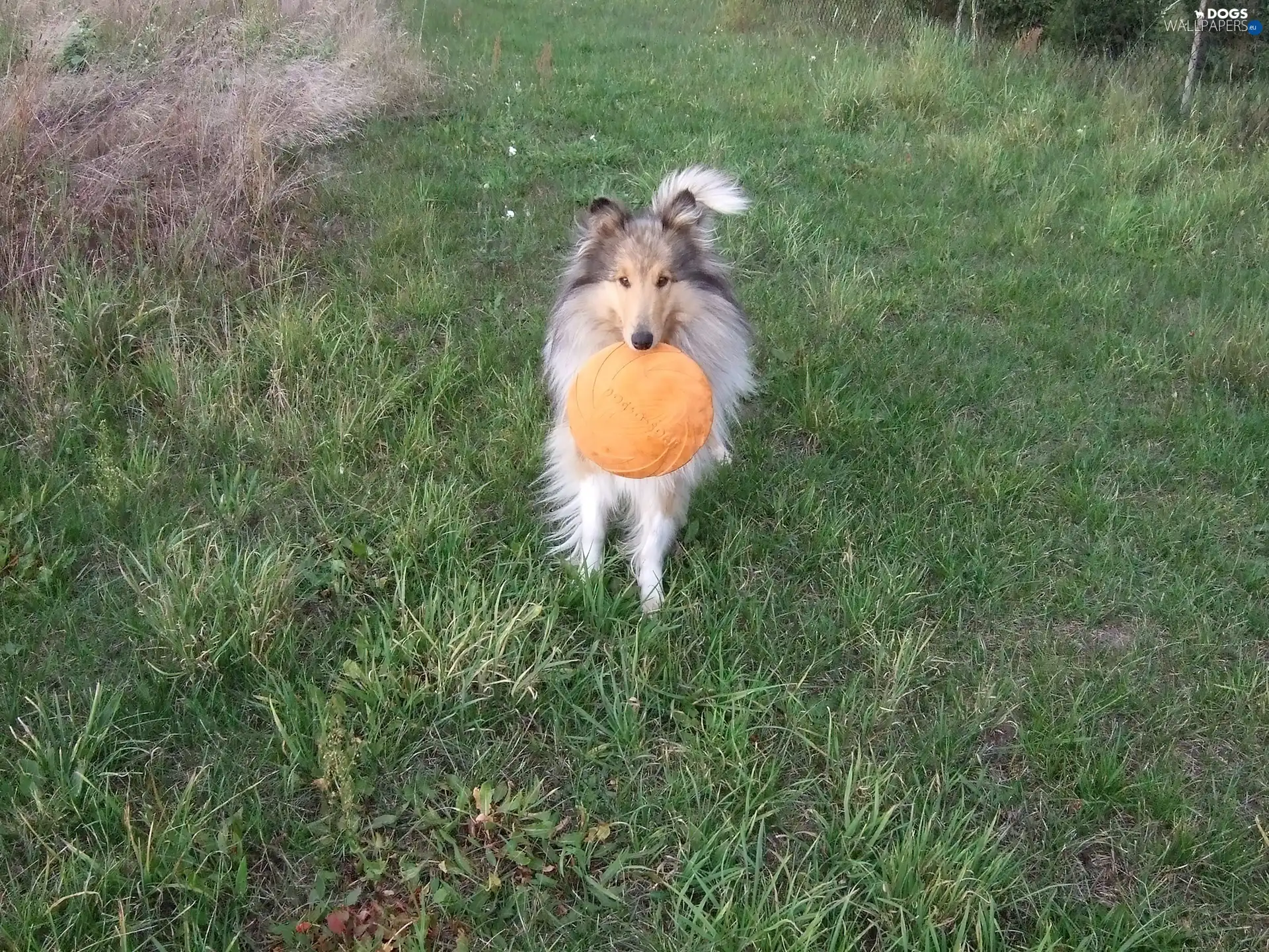 grass, frizbee, dog