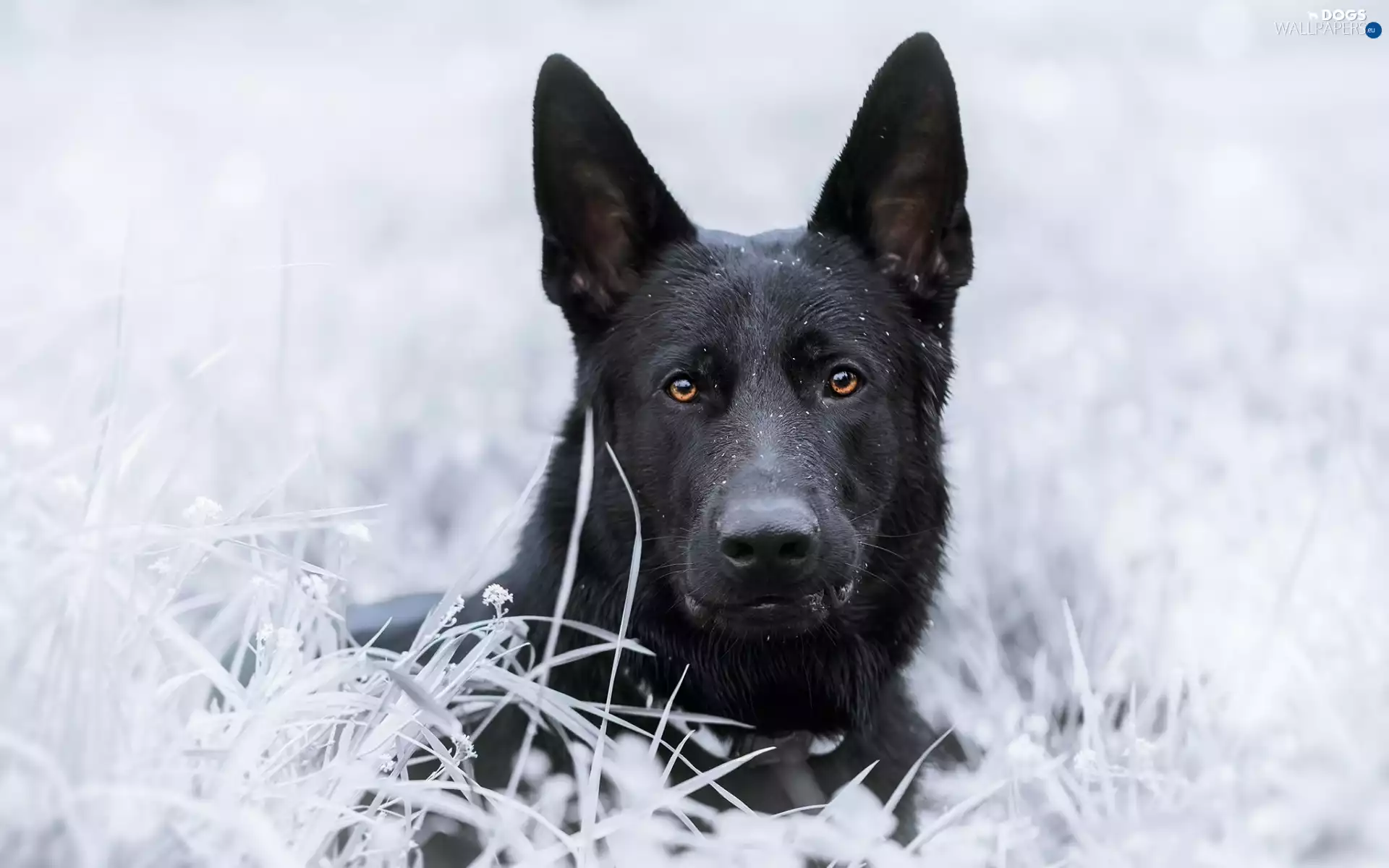 grass, German Shepherd, frosted