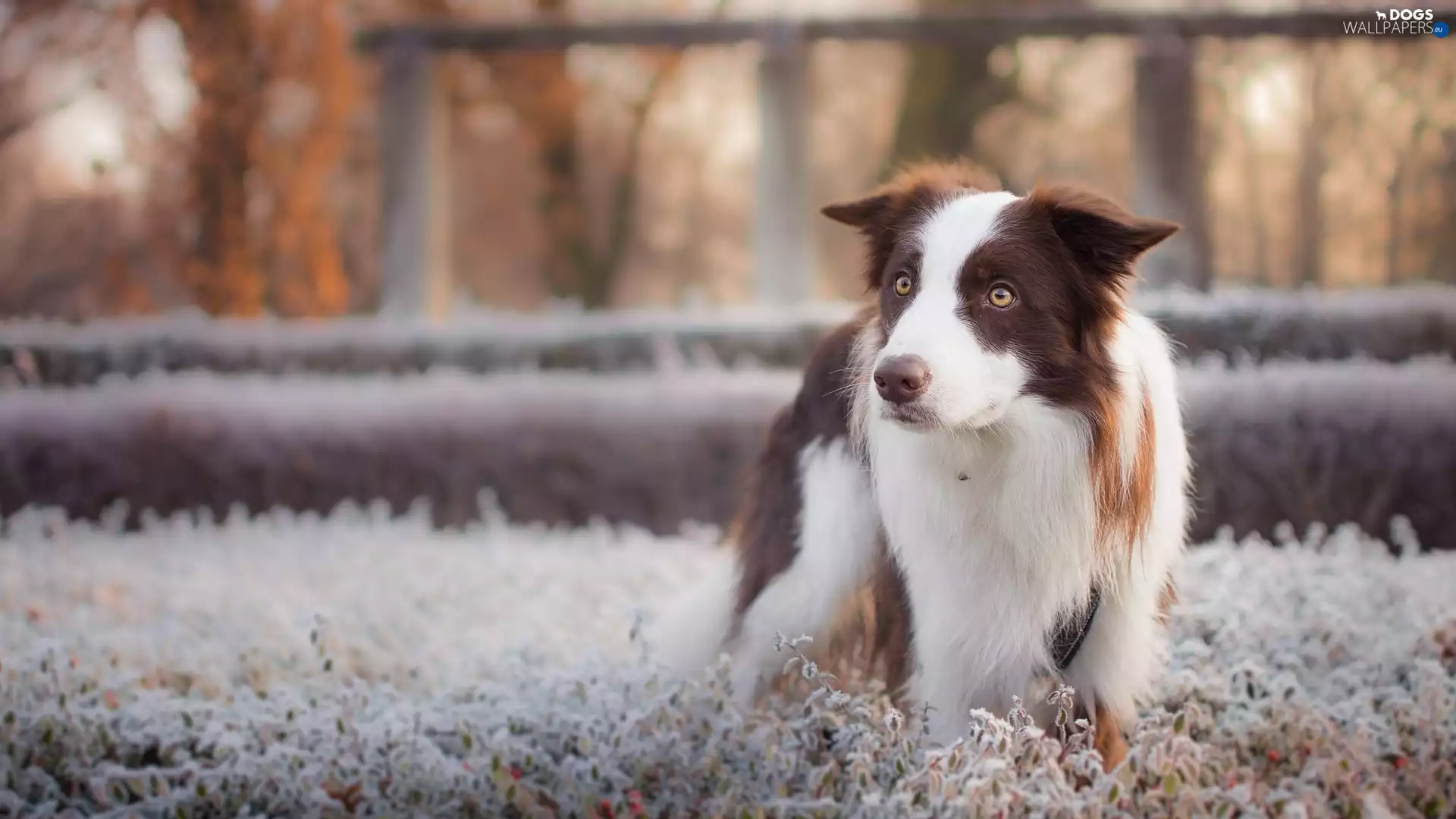 dog, frosty, Plants, Border Collie