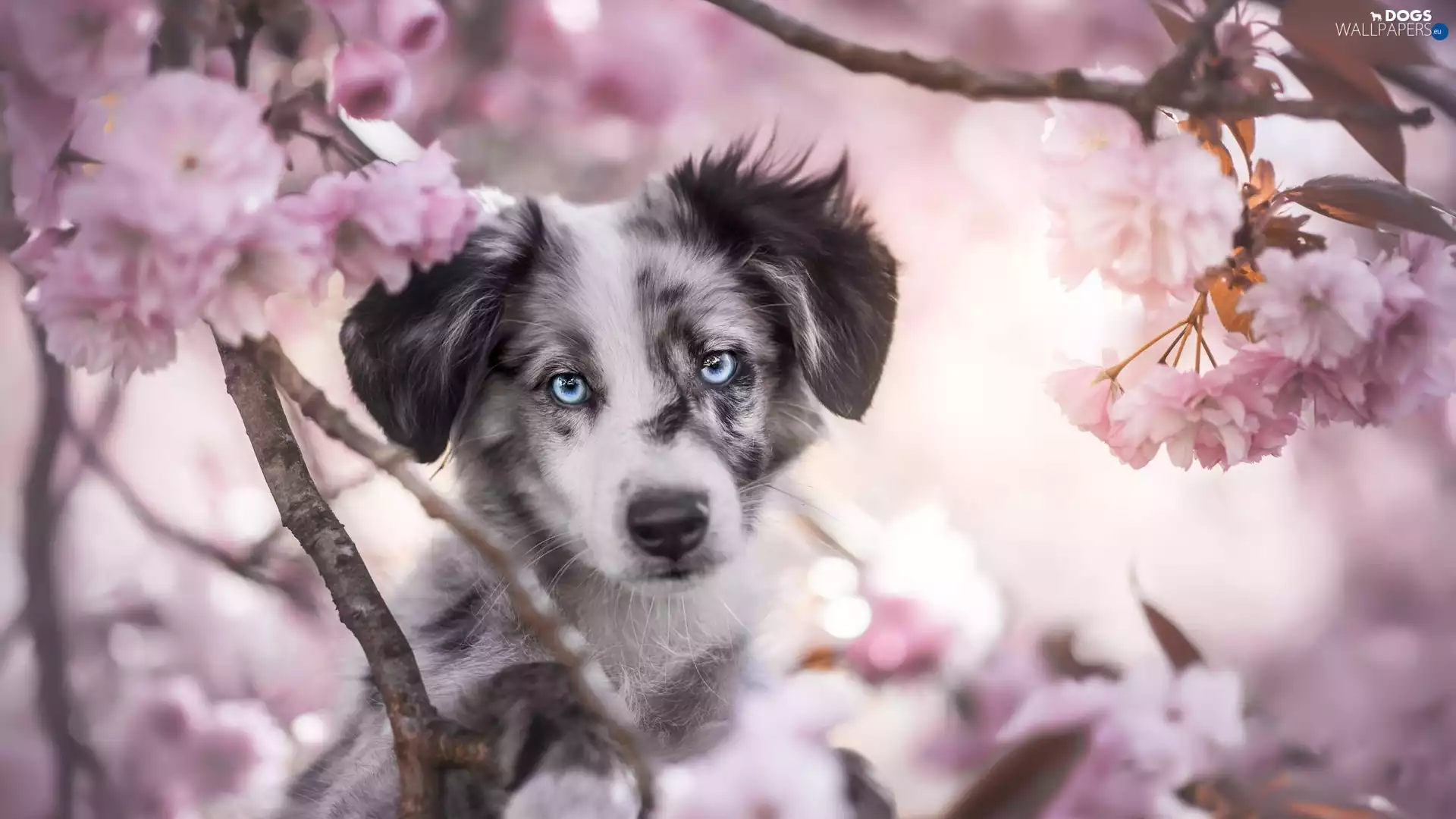dog, Australian Shepherd, Fruit Tree, Puppy