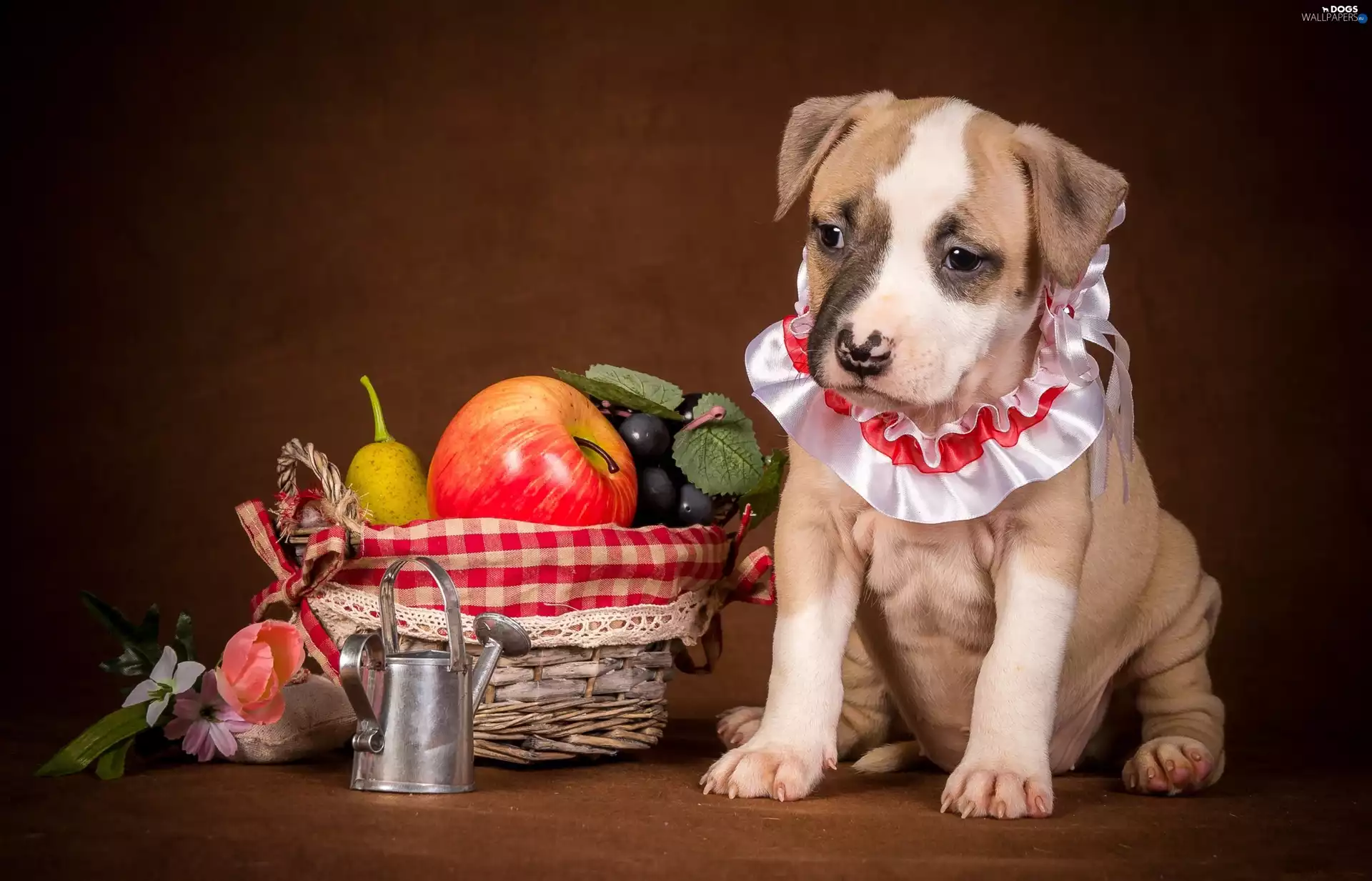 Fruits, dog, Puppy