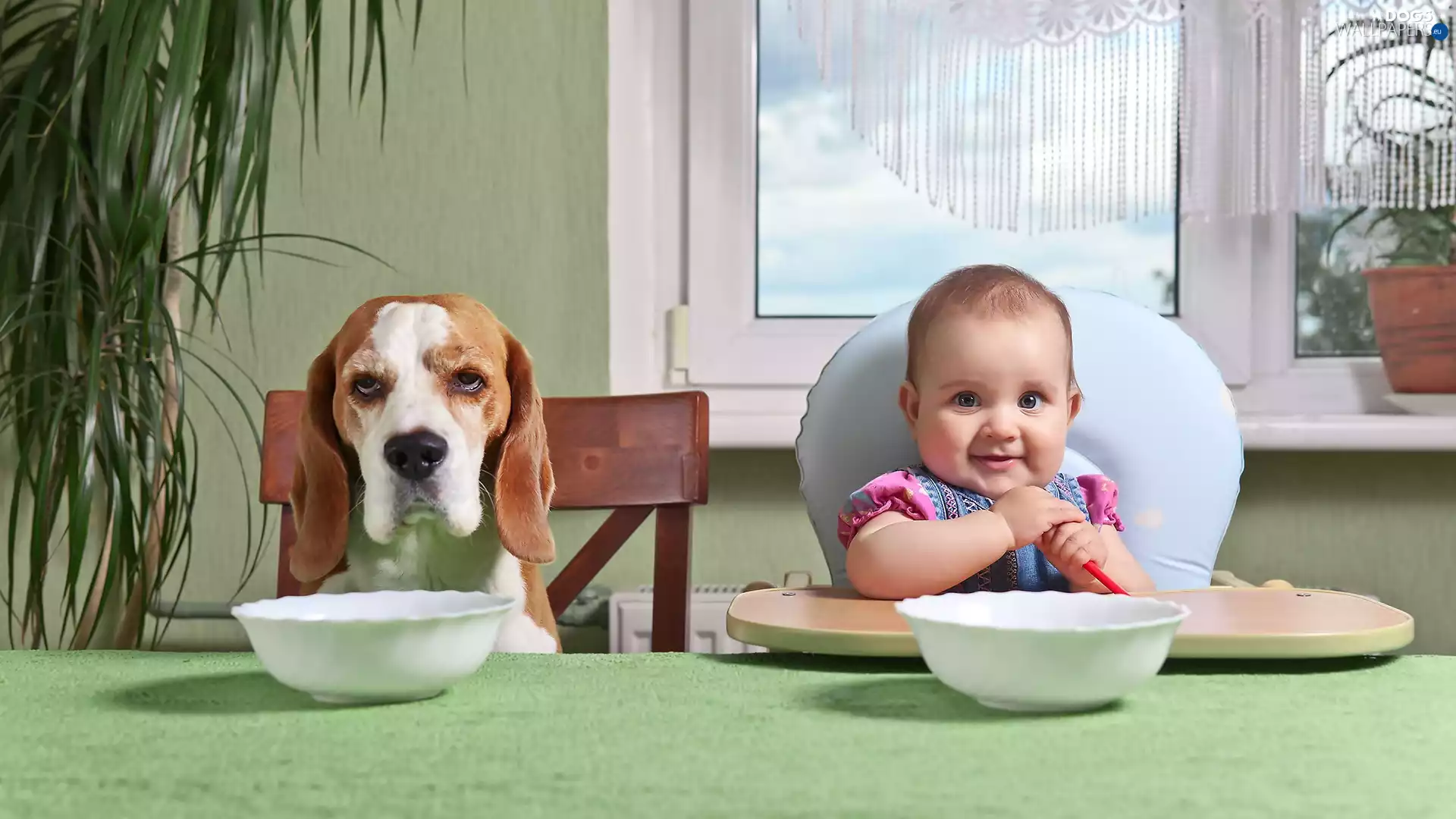 food, Funny, dog, Beagle, Kid