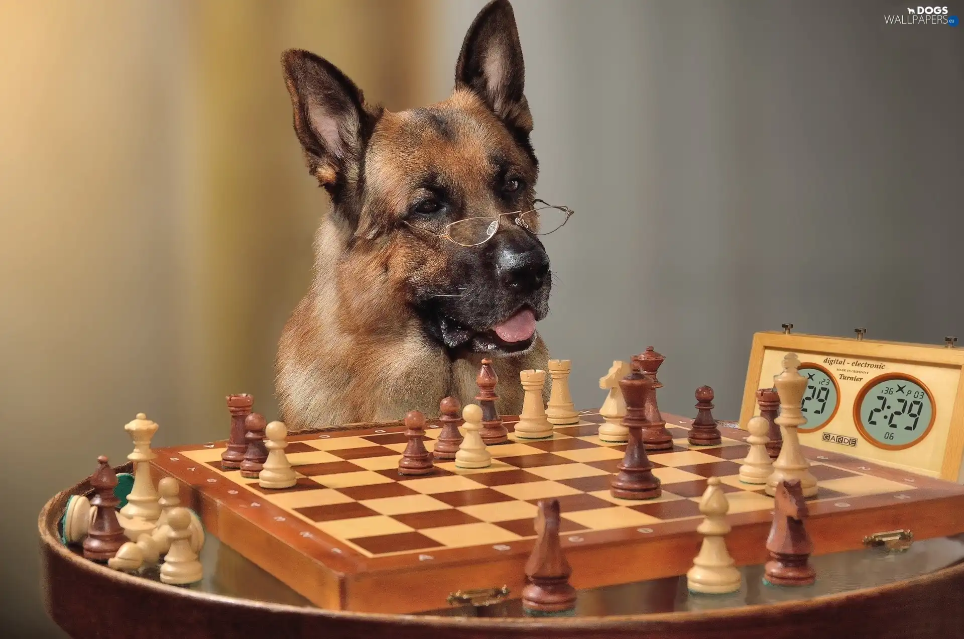 Funny, chess, sheep-dog, german