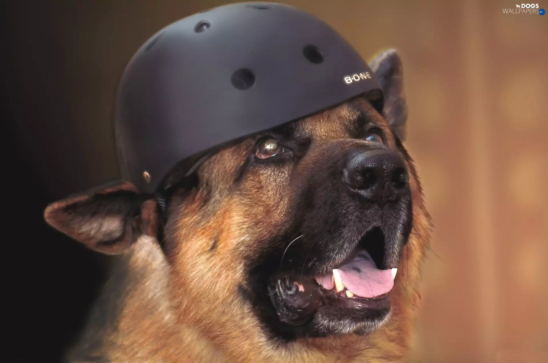 Funny, dog, Helmet