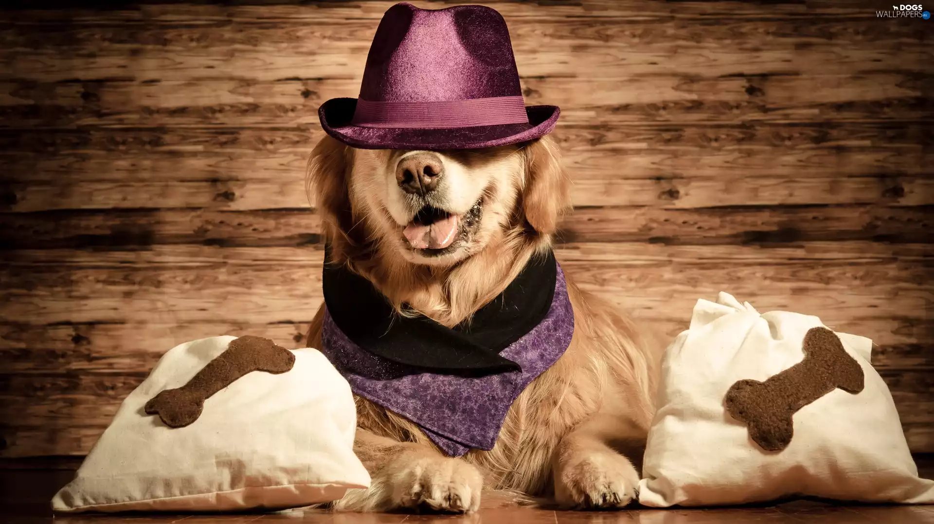 Hat, dog, pillows, Funny, shawl, Golden Retriever