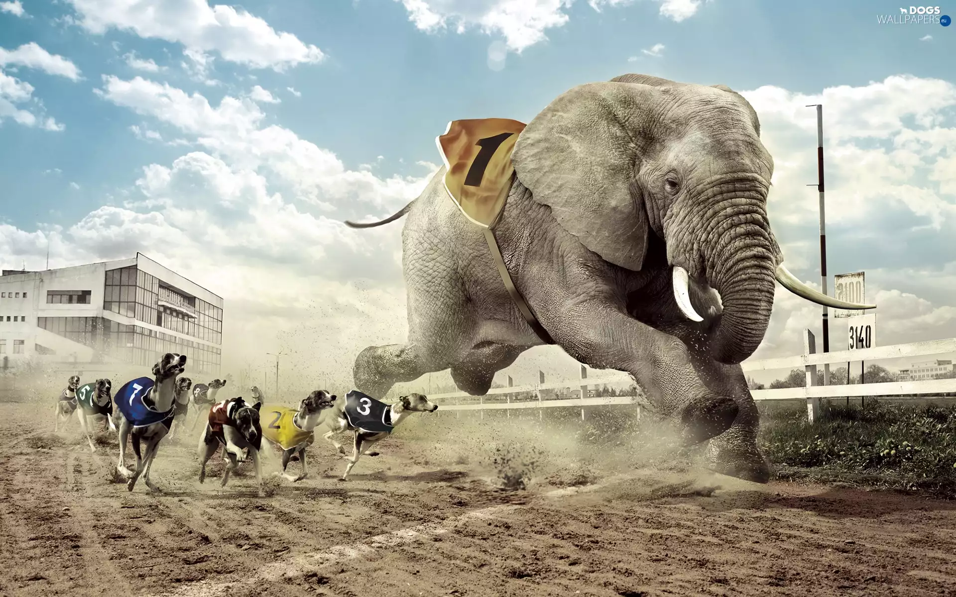 Elephant, Funny, race, Greyhound, track