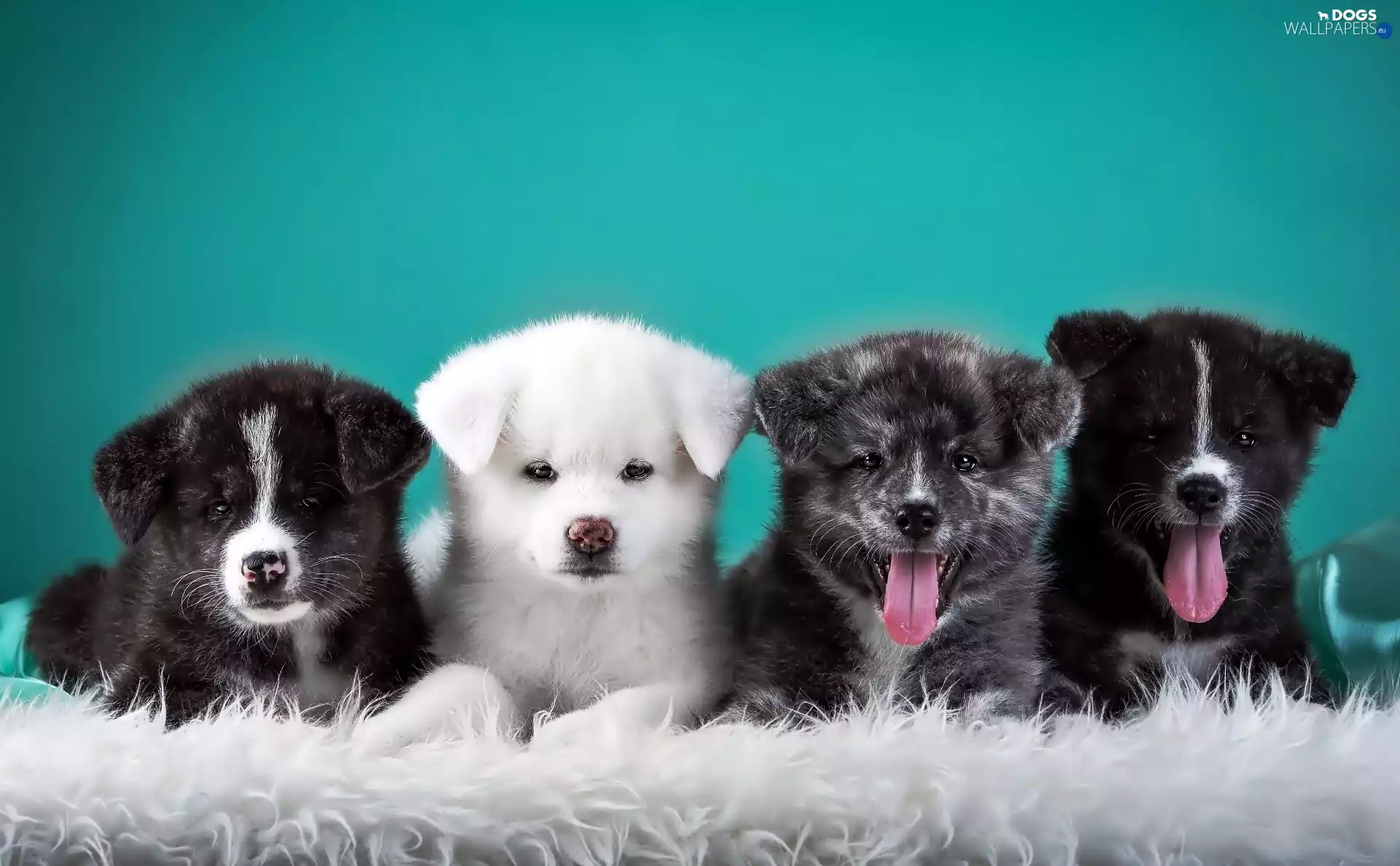 Fur, four, puppies