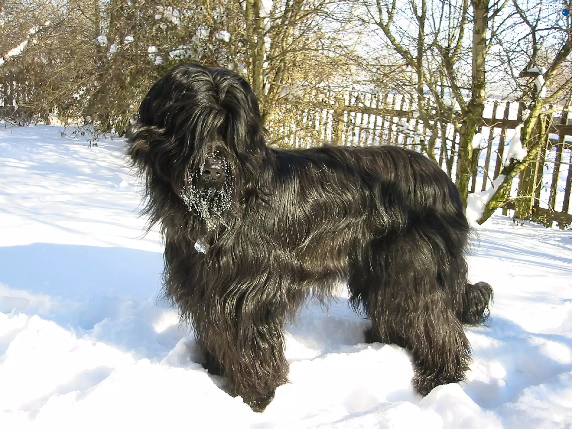 furry, Briard