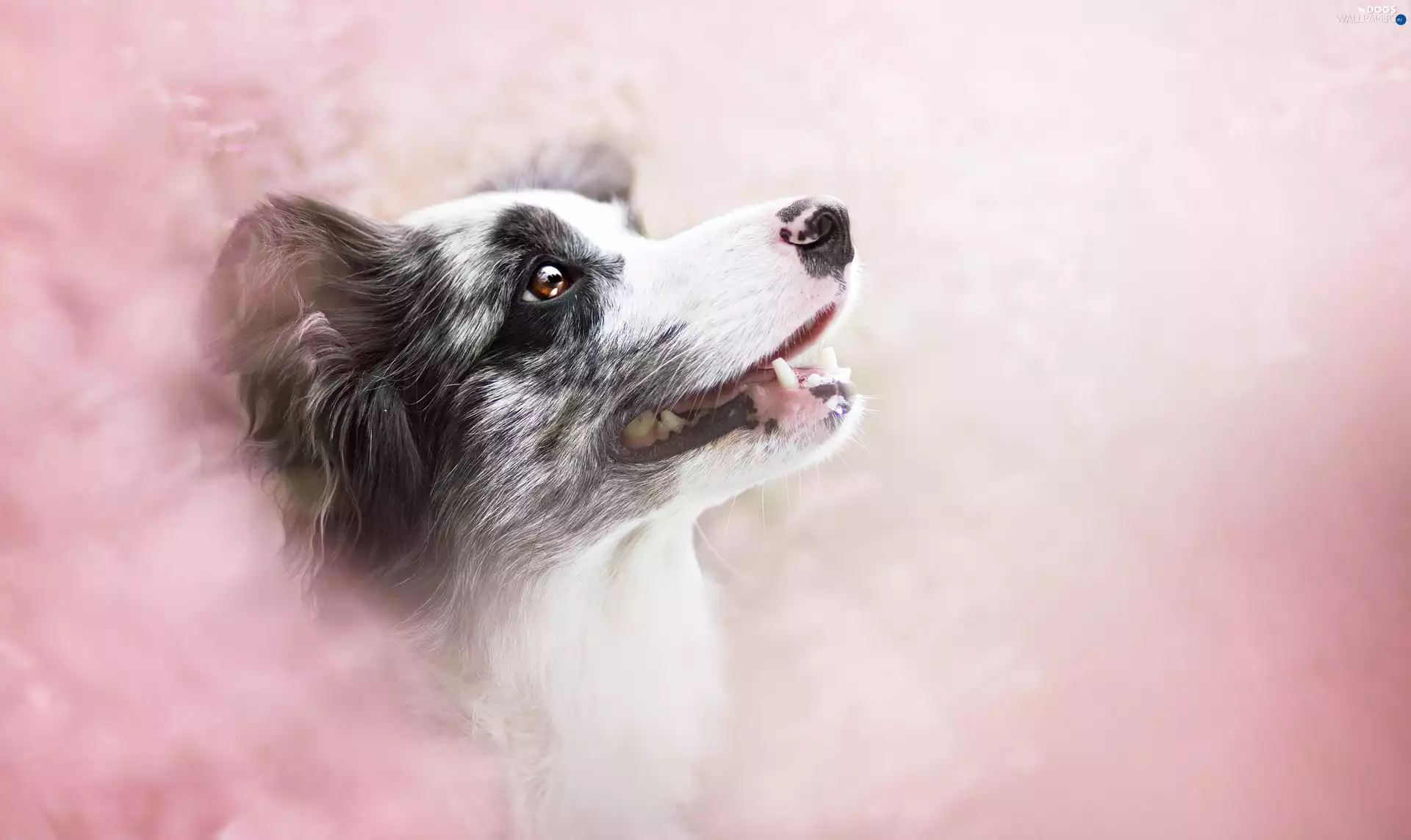 portrait, fuzzy, background, Border Collie